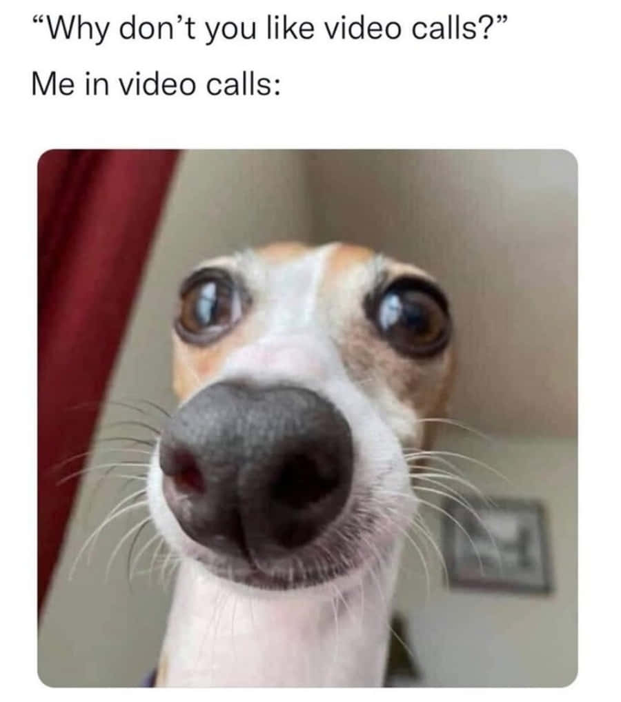 一隻惠比特犬瞪大雙眼，喺一個幽默嘅視像通話迷因中直視鏡頭。 — 狗 壁紙