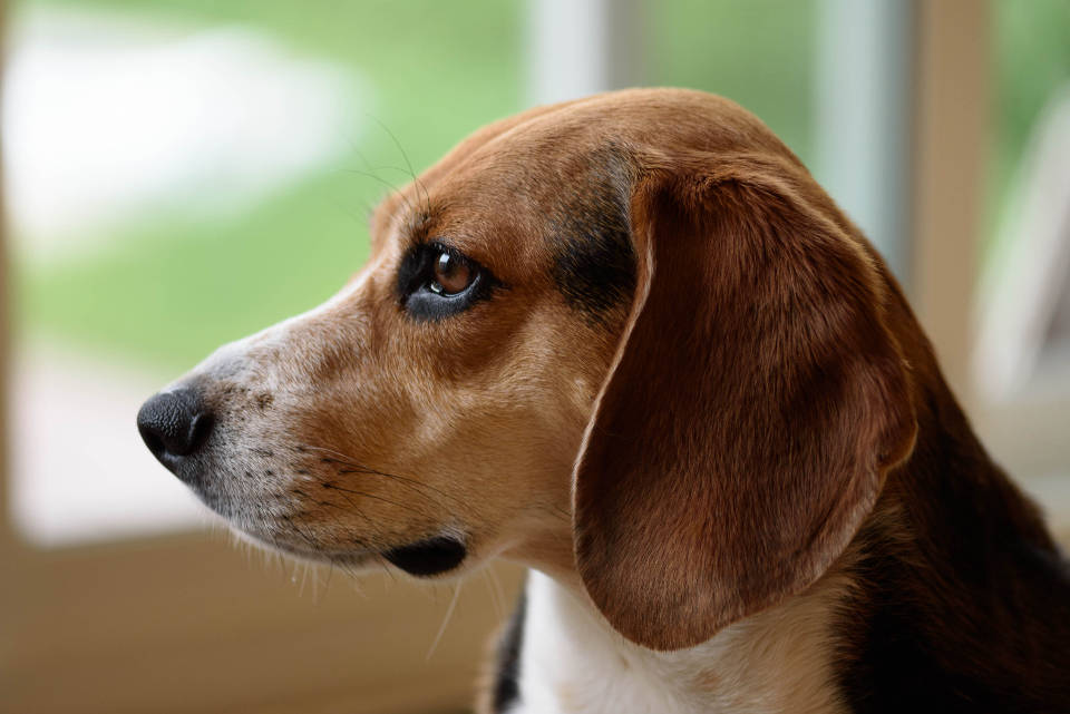大耳朵可愛比格幼犬 壁紙 — 比格犬沉思的臉部特寫，透過窗戶凝視，柔和自然光。