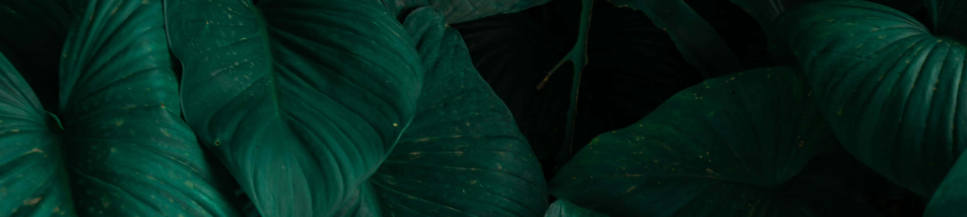 茂密深綠色熱帶葉片，葉脈清晰可見，帶有細微斑點。