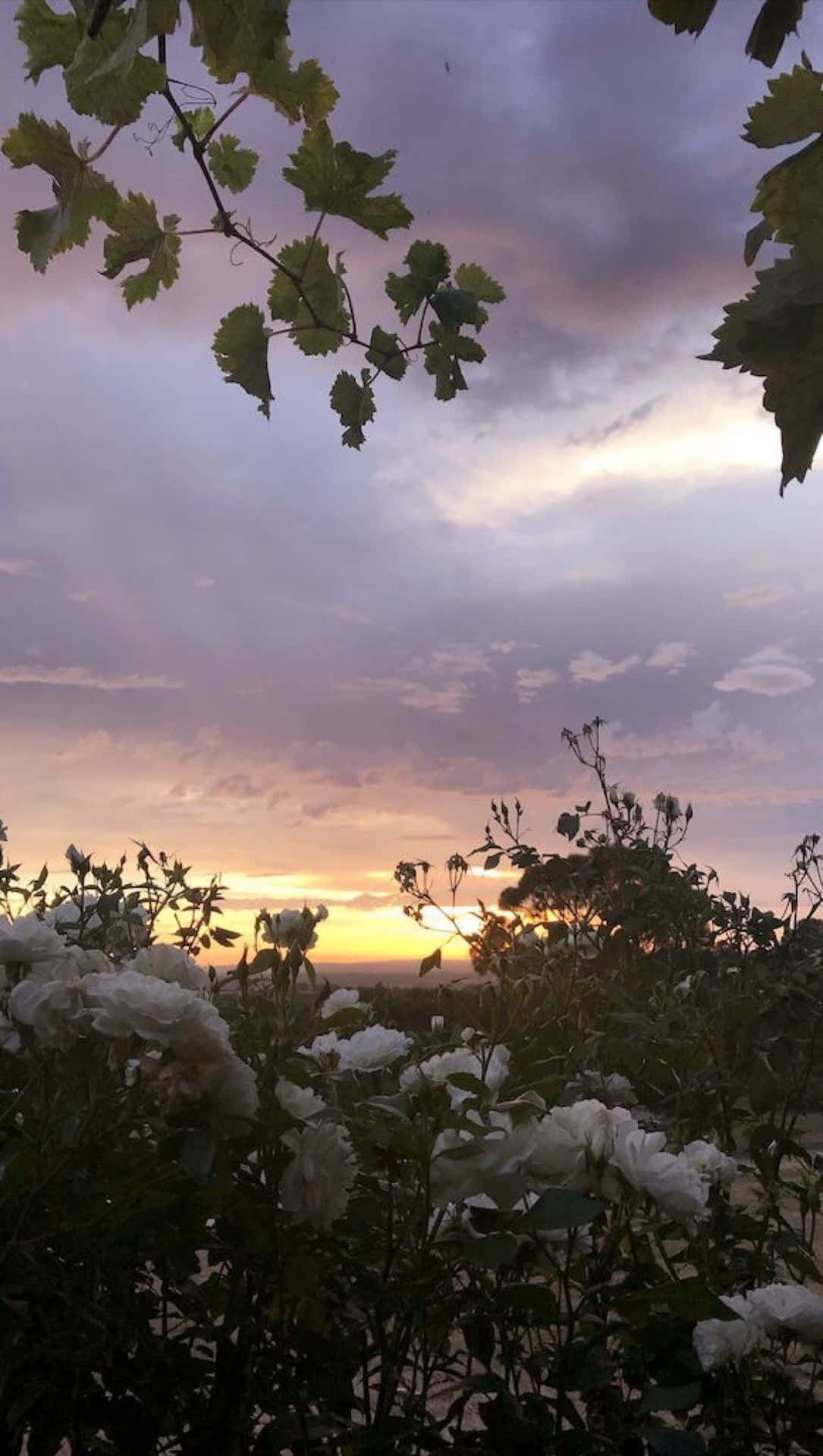 花園中的白色玫瑰在夕陽下，紫色和金色的天空被葡萄葉框住。