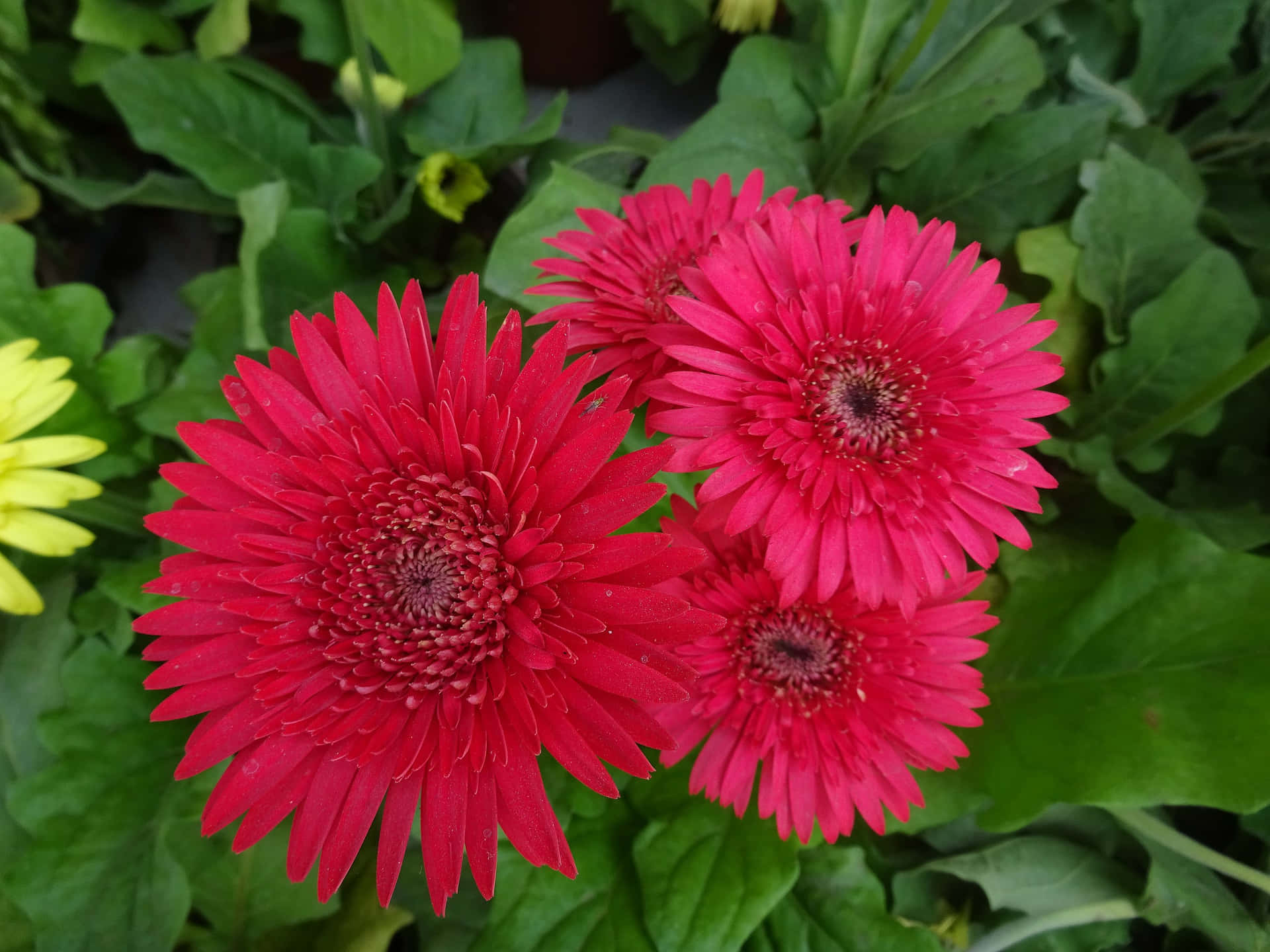 三朵帶着露珠的紅色非洲菊雛菊，被綠葉和一朵黃花環繞。