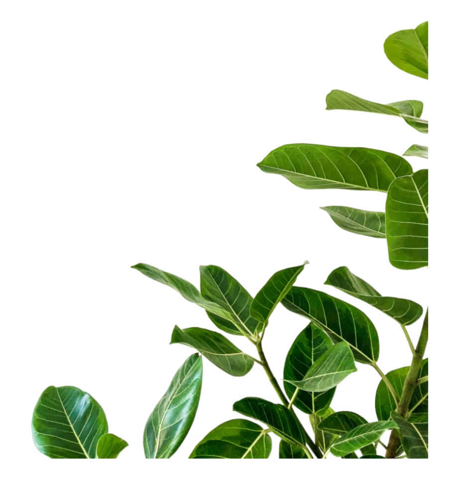 大自然最美之處——繁茂植物背景 壁紙 — 充滿活力的綠色琴葉榕樹枝，帶有光澤的葉子，在純白色背景上框出角落。