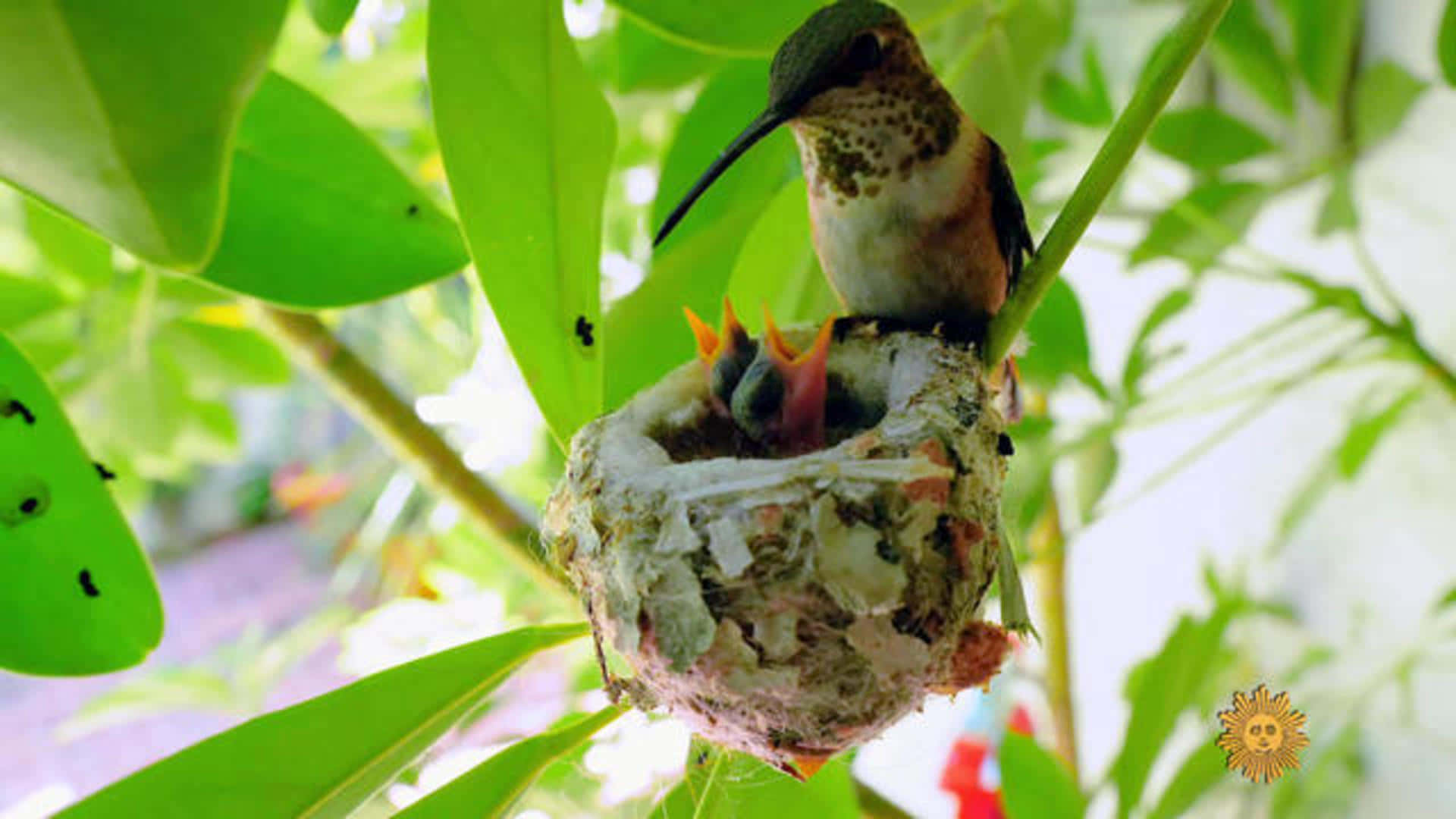 大自然的奇觀：蜂鳥巢 壁紙 — 一隻蜂鳥棲息在巢中，懷抱著張開小嘴的雛鳥，四周是茂密的綠葉。