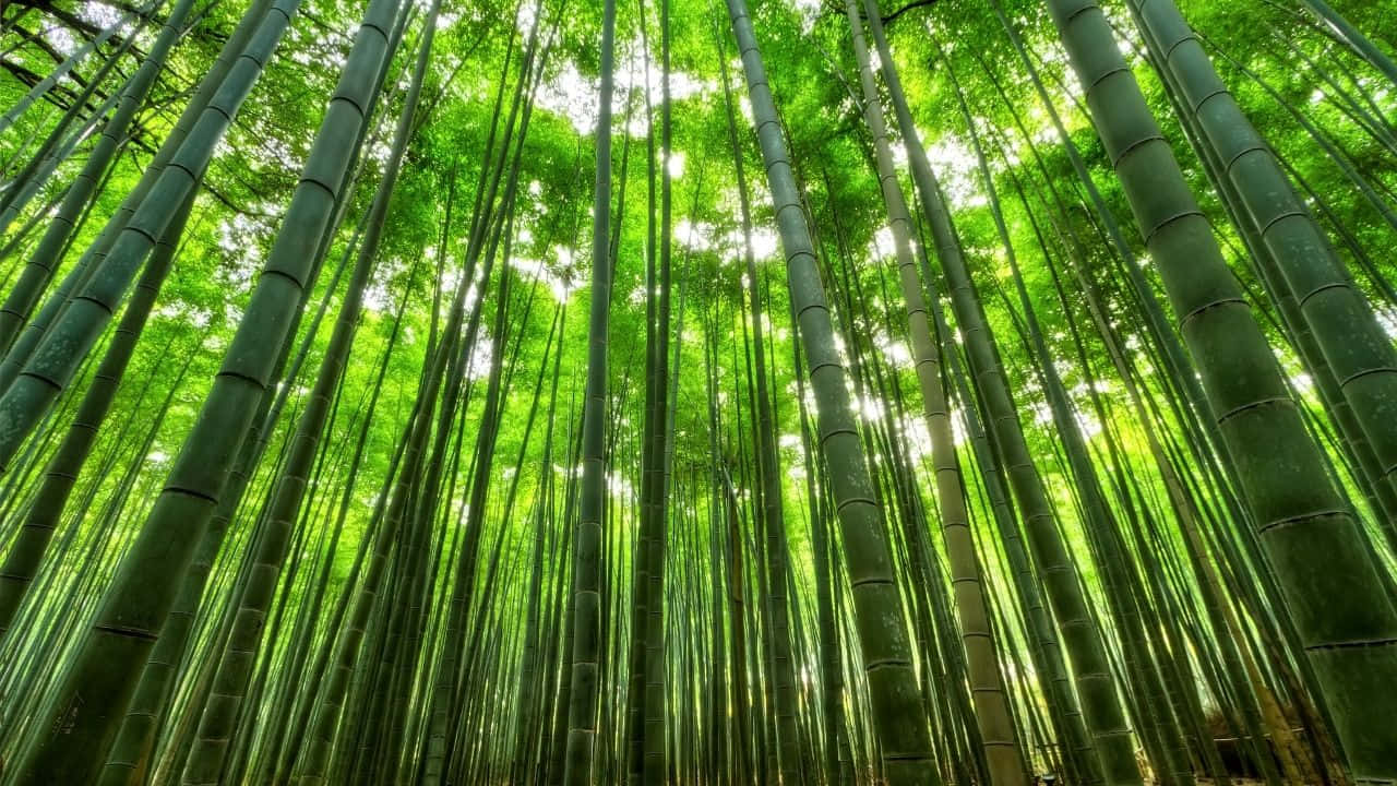 在茂密的綠色森林中，高大的竹莖伸向太陽。