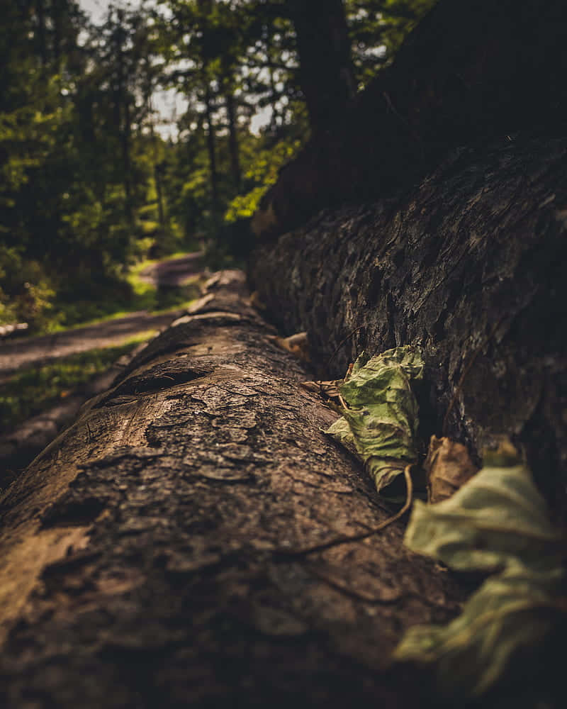 森林中一棵倒下的樹幹和樹葉的特寫。