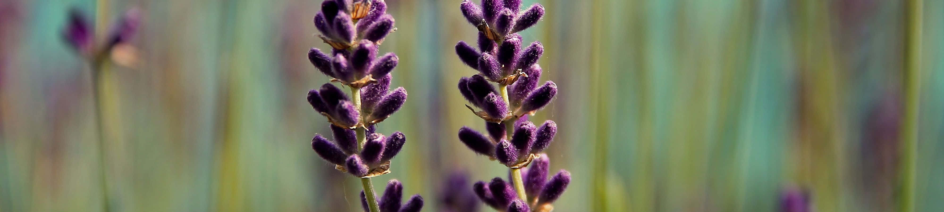 田野中高大的紫色薰衣草花，背景柔和模糊。
