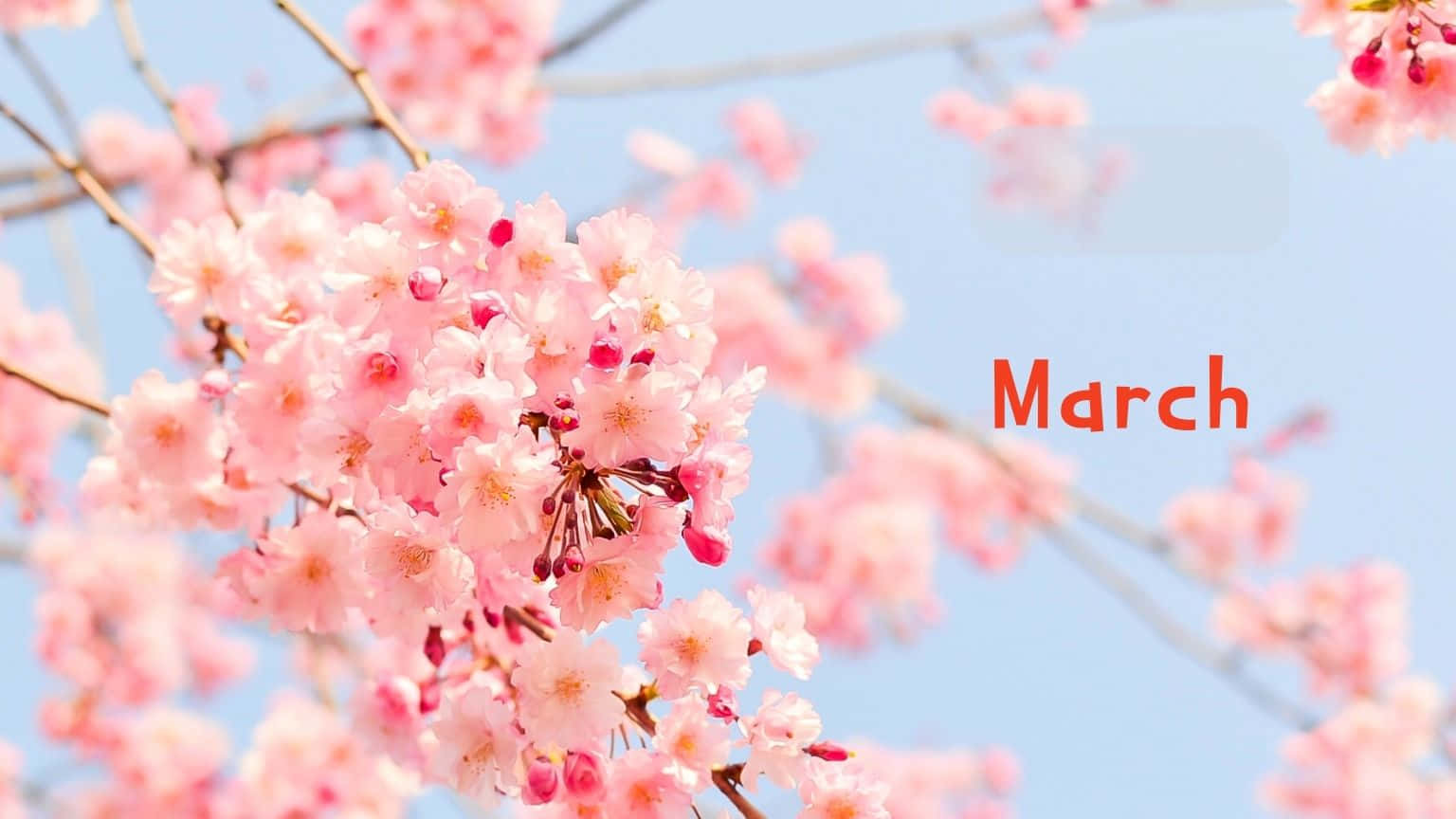 粉紅色的櫻花在樹枝上綻放，襯托著藍天，並有橙色文字顯示「March」。