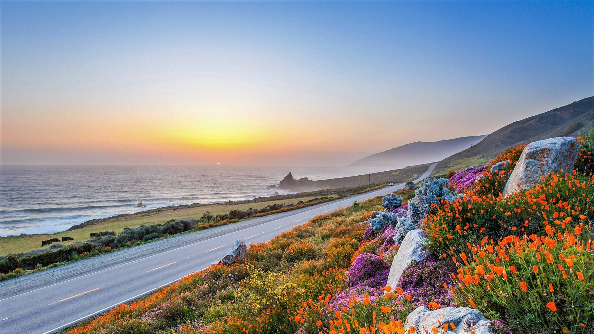 大蘇爾花海與夕陽 壁紙 — 一條沿海公路蜿蜒穿過鮮豔的橙色罌粟花和紫色花朵，在金色的日落天空下。