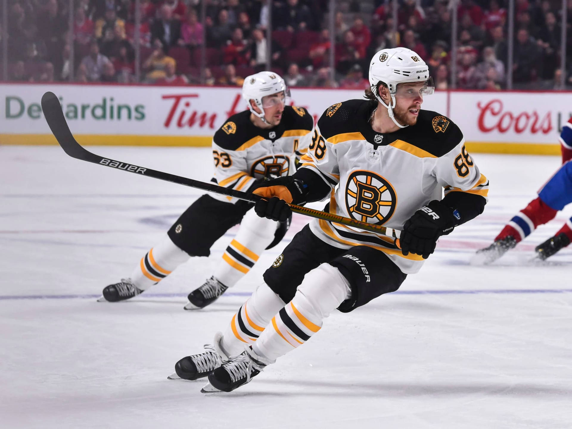 大衛·帕斯特納克波士頓棕熊隊對陣蒙特利爾加拿大人隊 壁紙 — 一位身穿白色和金色球衣的波士頓棕熊冰球運動員，在明亮的場館燈光下，於激烈的比賽中專注於控球向前滑行。