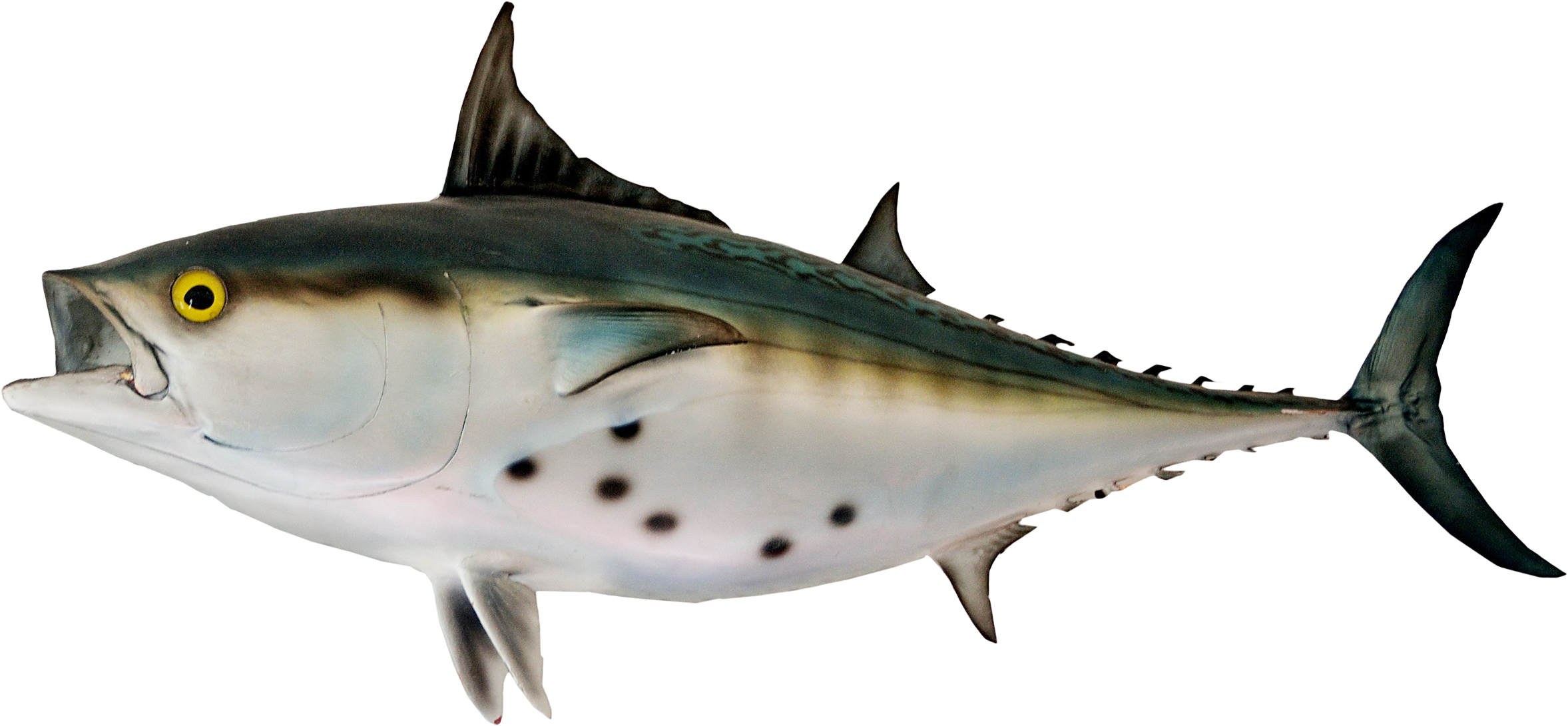 大西洋吞拿魚側面圖 壁紙