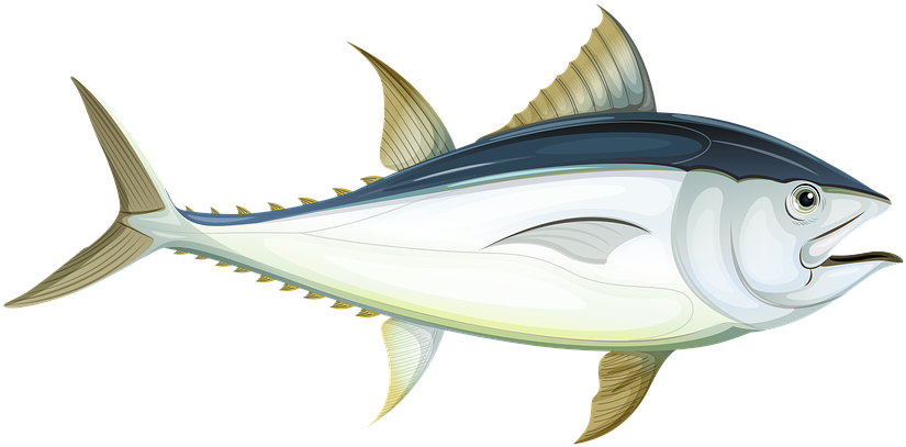 大西洋吞拿魚插圖 壁紙