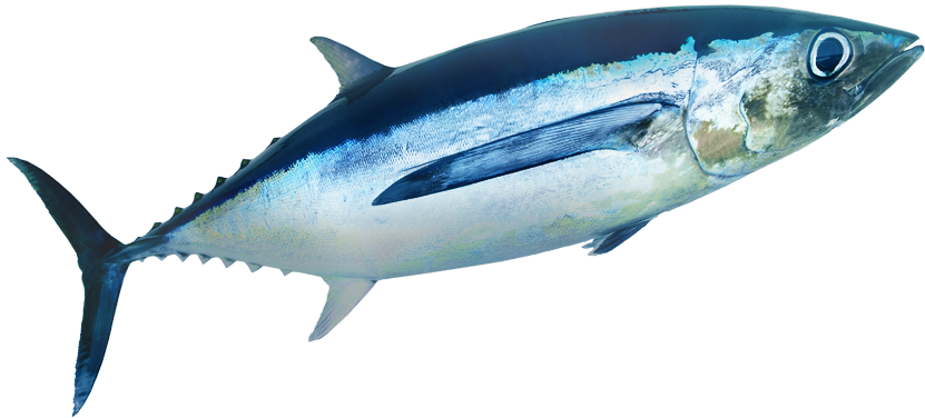 大西洋藍鰭金槍魚側視圖 壁紙 — 一條流線型的藍鰭吞拿魚在水中滑行，金屬藍色和銀色的鱗片反射光線。