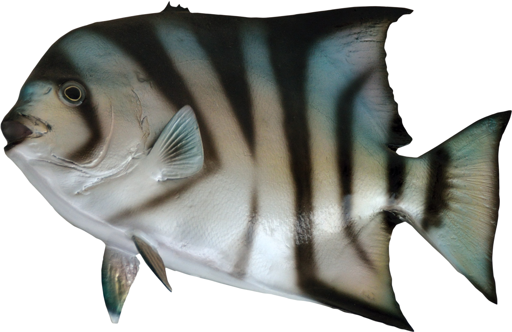 大西洋鏟魚側面圖 壁紙