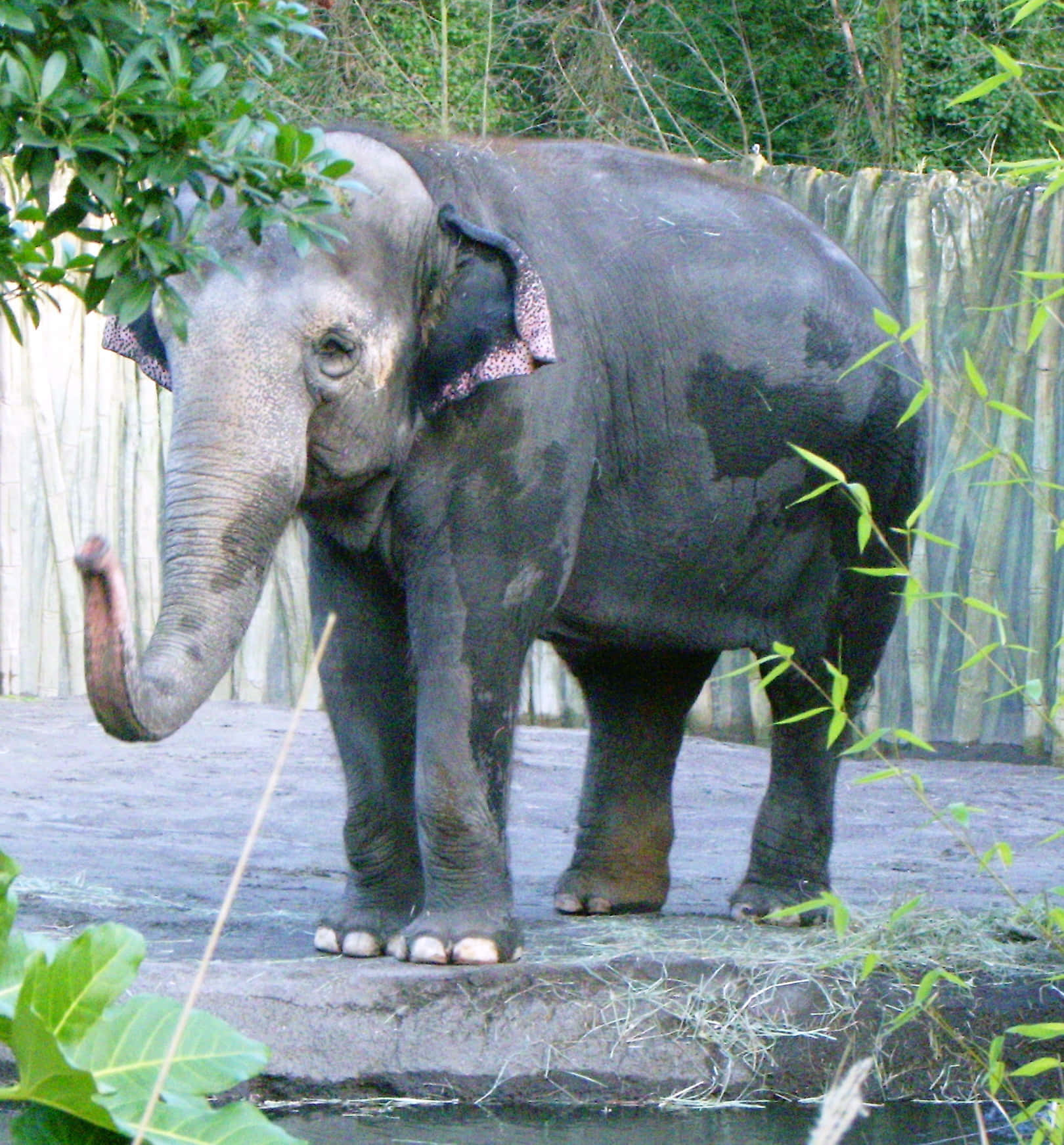 一頭灰色大象站在動物園的圍欄內，有綠色植物和木柵欄。