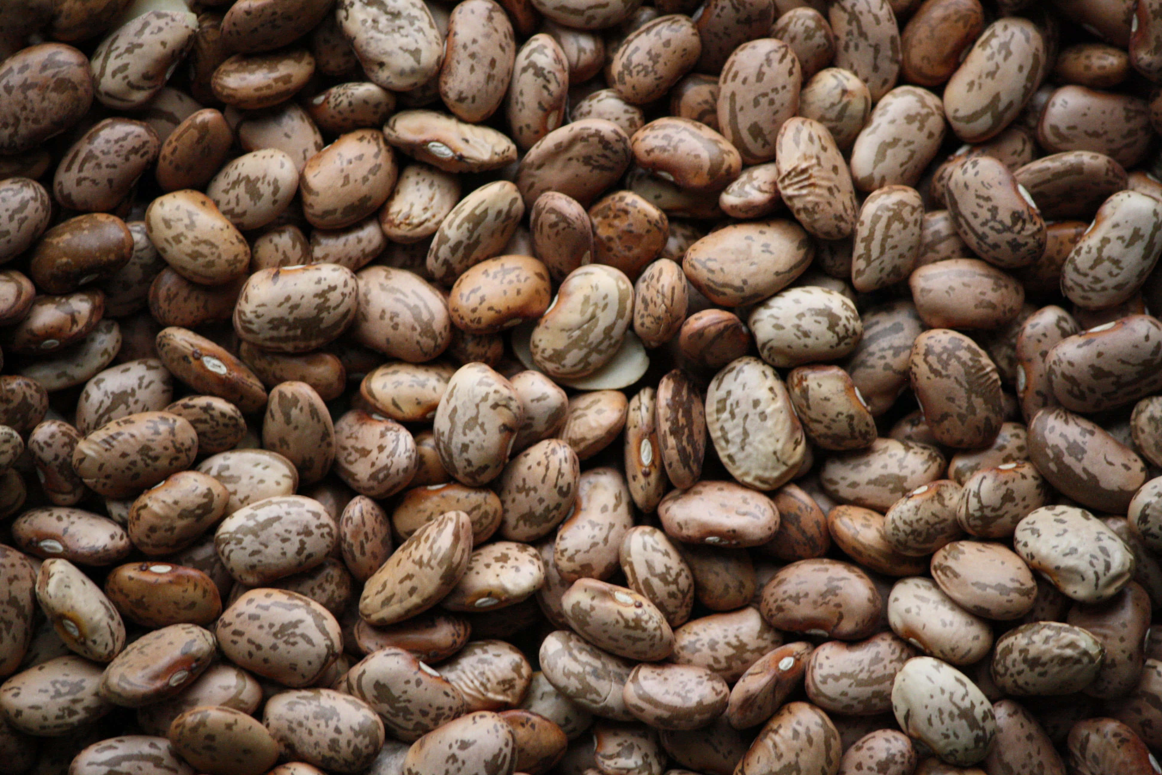 beans 桌布 壁紙 — 大量帶有斑點的棕色和米色豆子的特寫，具有自然紋理和多種形狀。