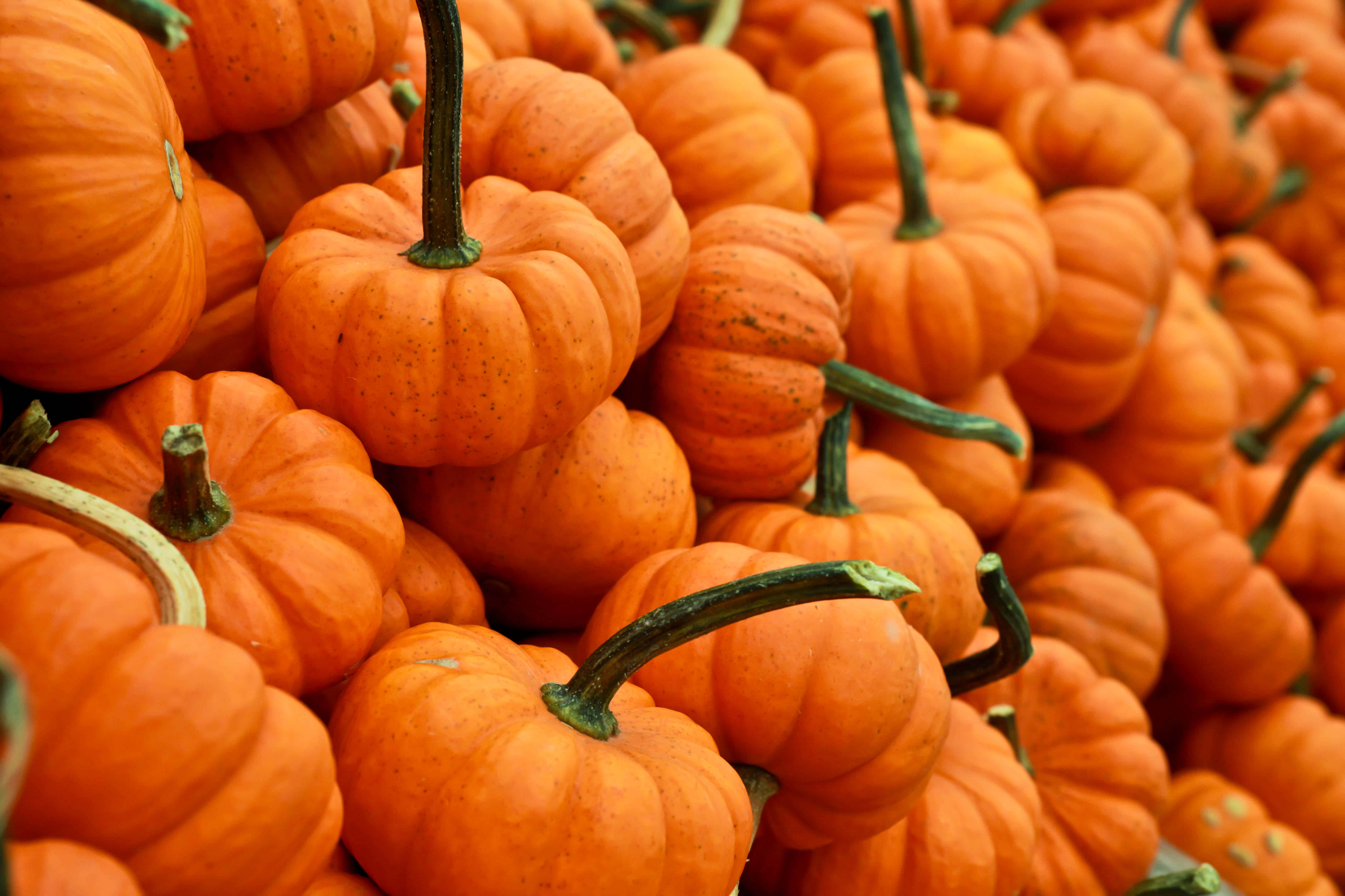 Fall Pumpkin 桌布 壁紙 — 大量鮮橙色南瓜連同綠色莖部堆疊在一起的鮮明特寫。