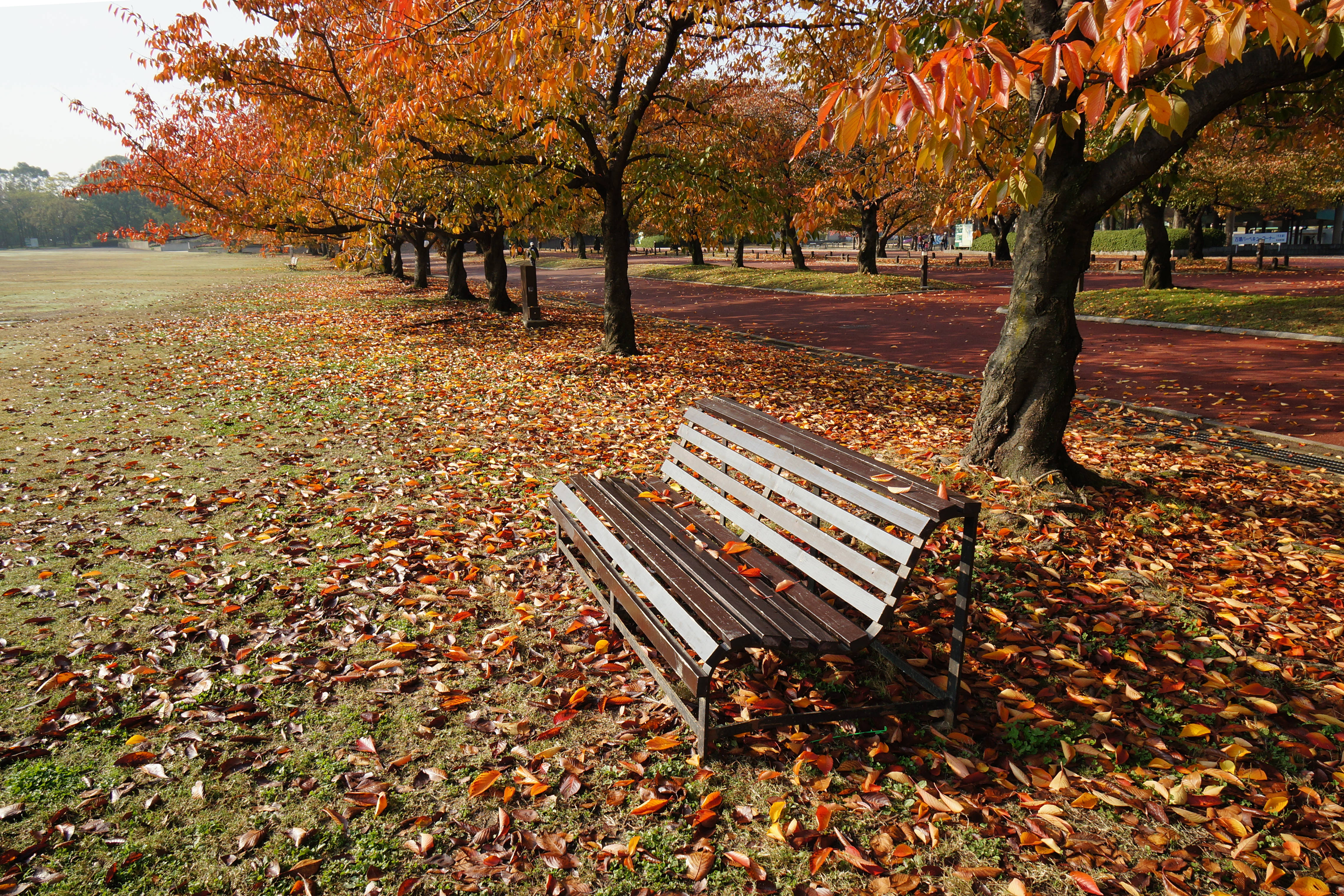 大阪世博東園 壁紙 — 一張木製長椅獨自坐在鋪滿橙色和紅色落葉的公園中，在明亮的日光下。
