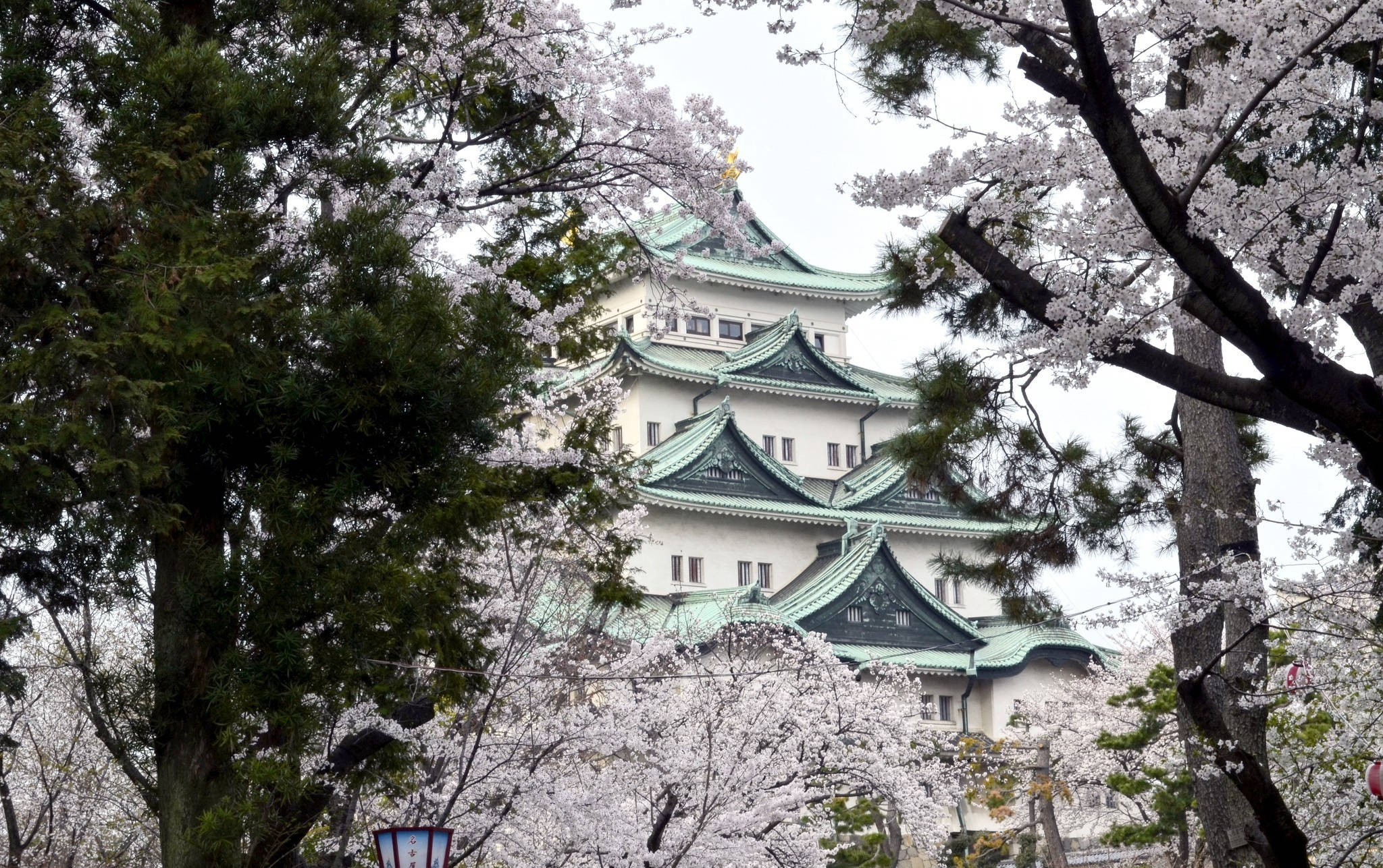 大阪城巨櫻樹 壁紙 — 一座傳統日本城堡，綠色瓦片屋頂，從盛開的白色櫻花和常綠樹的樹冠中探出頭來。