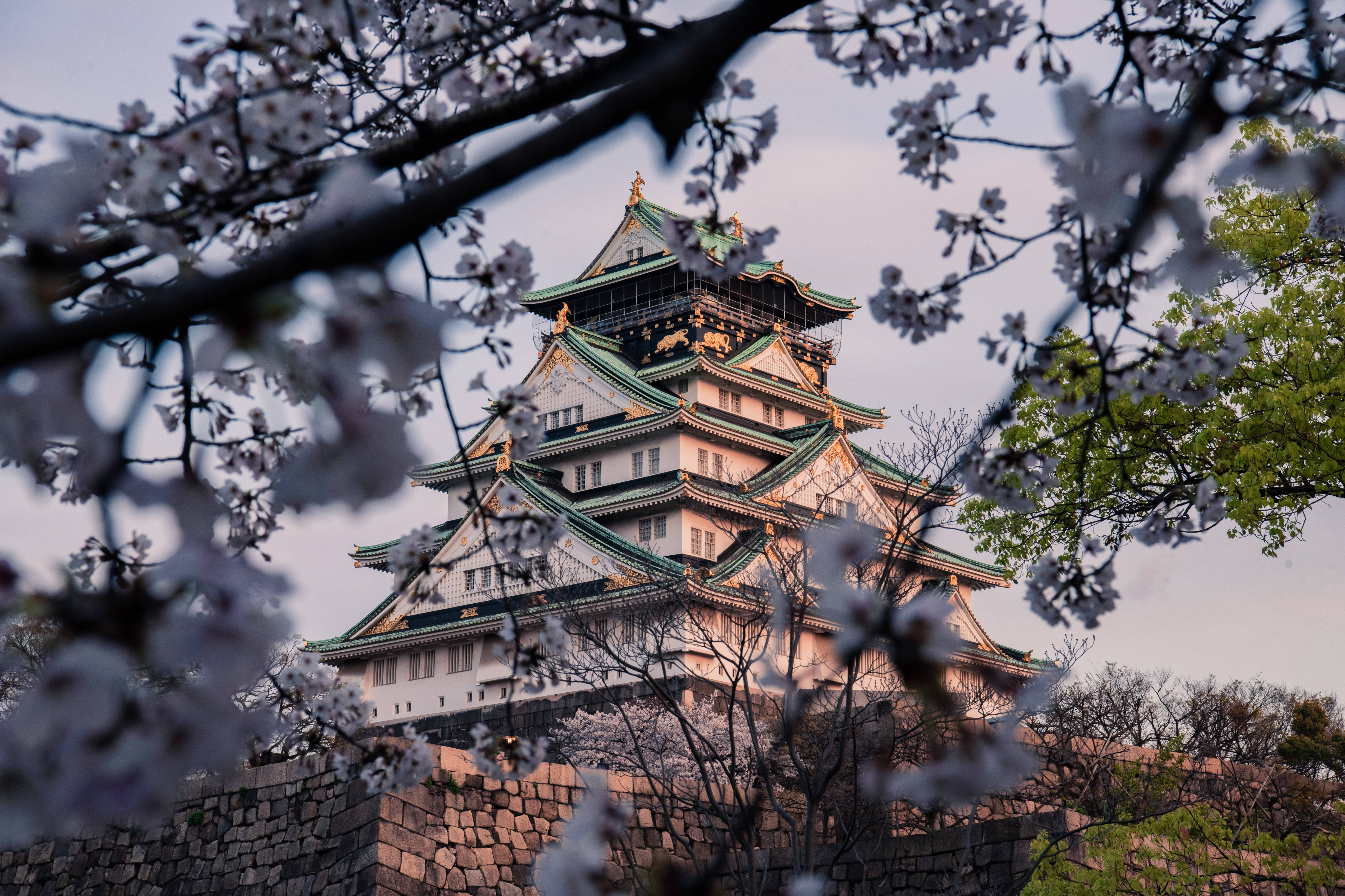 大阪城櫻花季 壁紙 — 一座雄偉的日本城堡，被柔和的櫻花枝條在暮色中襯托。