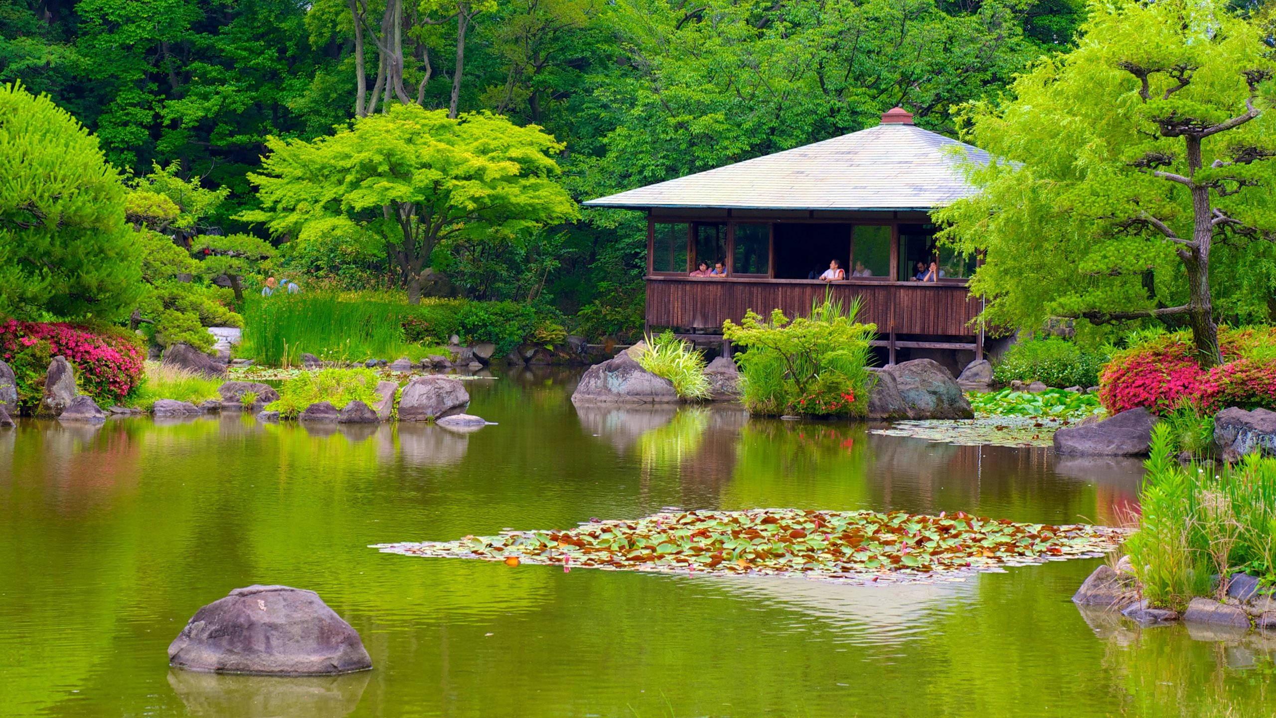 大阪天王寺公園 壁紙 — 一個寧靜的日本花園池塘，有睡蓮葉和一個木製亭子，周圍環繞著茂密的綠樹和充滿活力的粉紅色花朵。