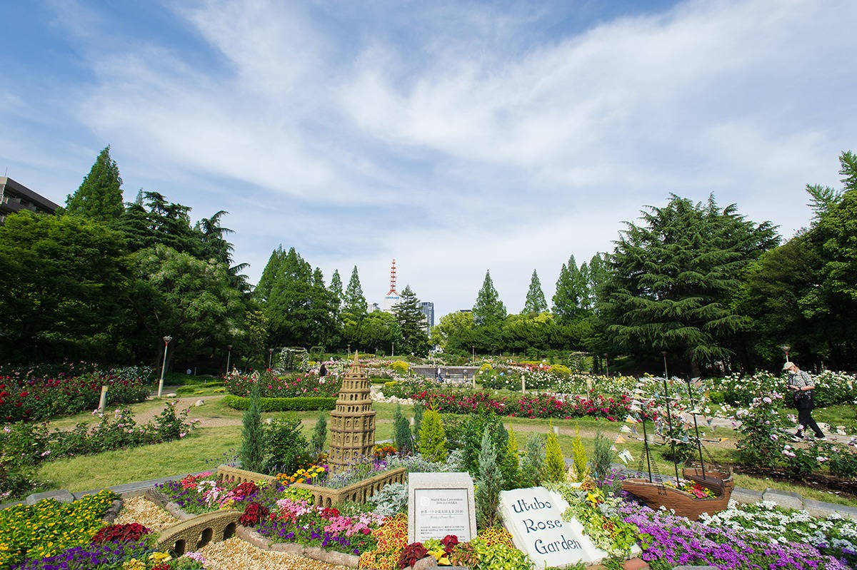 大阪宇津保公園 壁紙 — 一個充滿活力的玫瑰園，在晴朗藍天和薄雲下綻放著色彩繽紛的花朵。