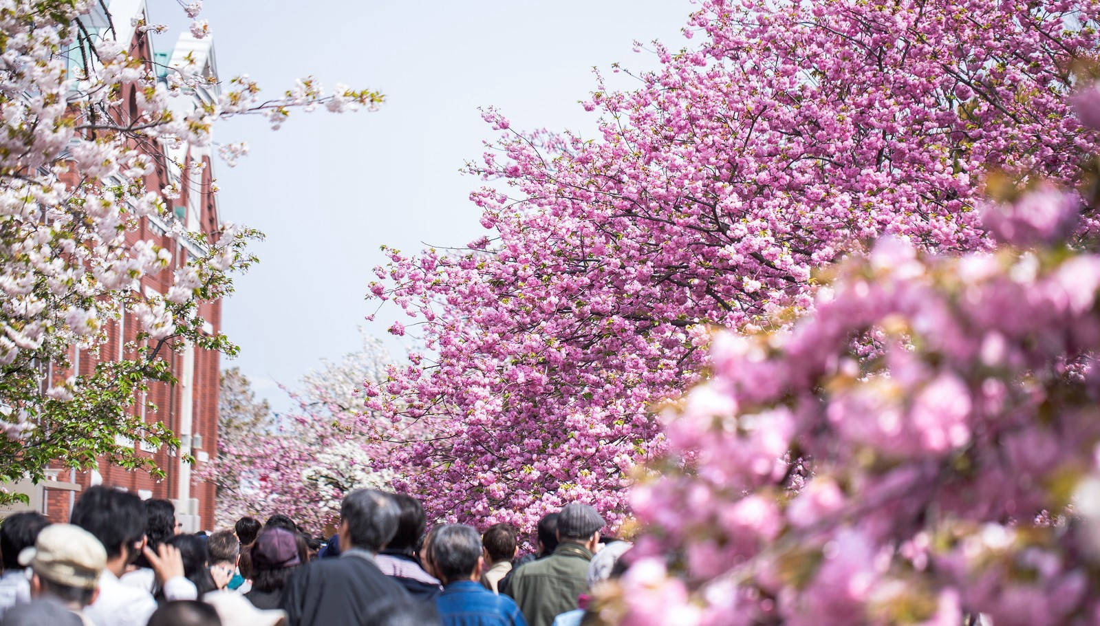 大阪日本橋櫻花園 壁紙 — 人群在鮮豔粉紅櫻花樹蔭下行走，櫻花排列在紅磚建築旁的街道上。