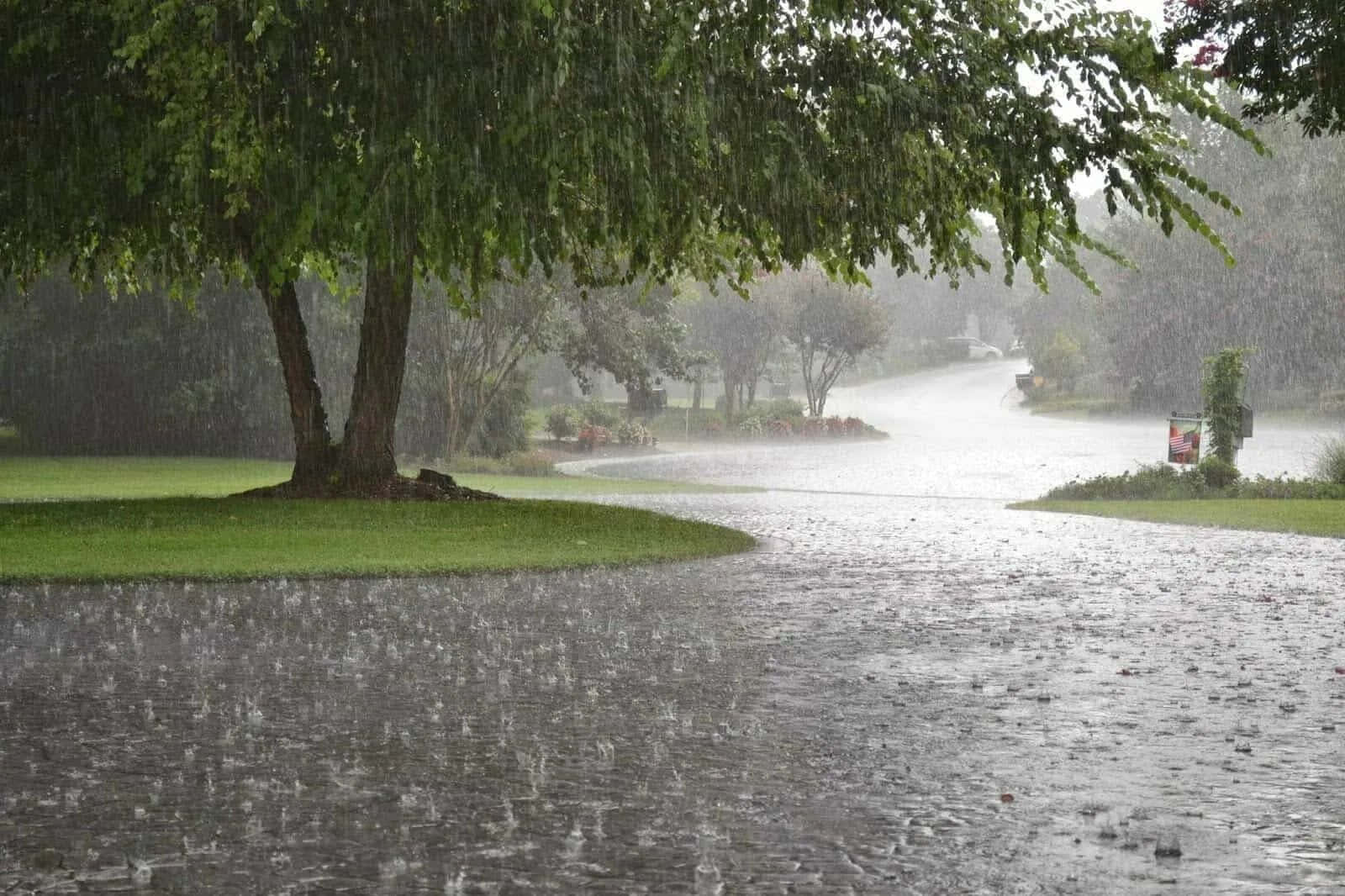 Raining 桌布 壁紙 — 大雨傾瀉在一條被淹沒的郊區街道上，上方有一棵大樹，可見綠草。