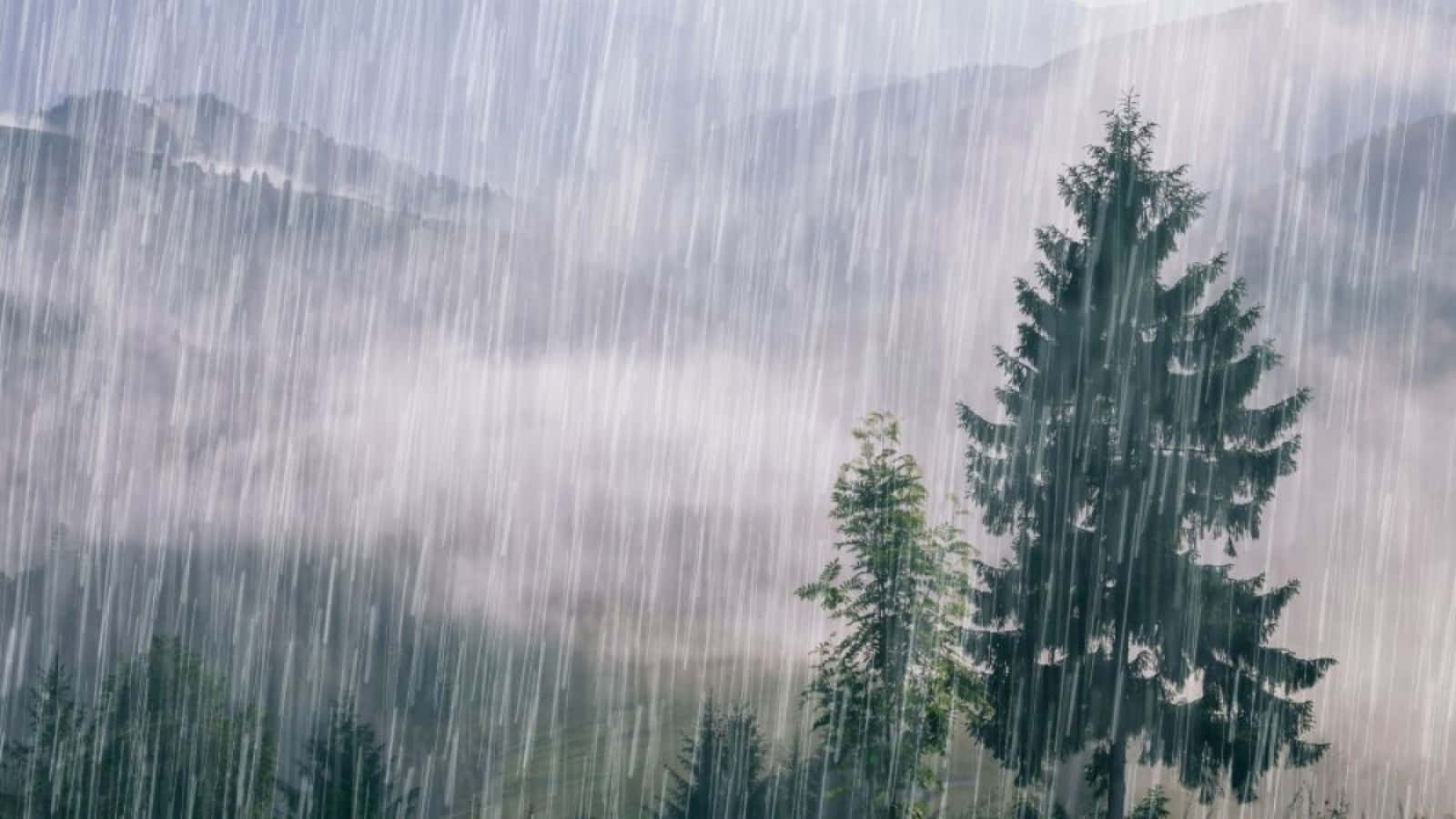落雨 桌布 壁紙 — 大雨如注，傾瀉在煙霧繚繞的山巒上，前景中常青樹高聳挺拔。