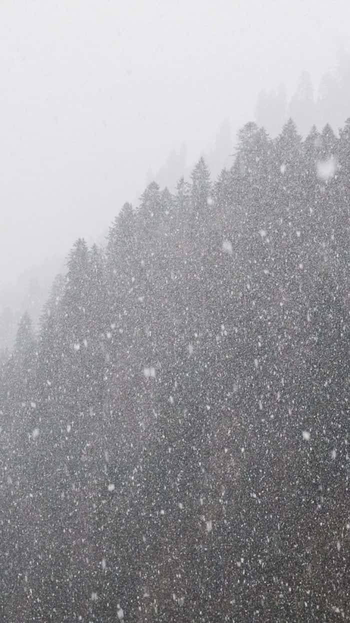 Snowstorm 桌布 壁紙 — 大雪紛飛，密集地落在灰暗冬日天空下的深色常綠森林上。