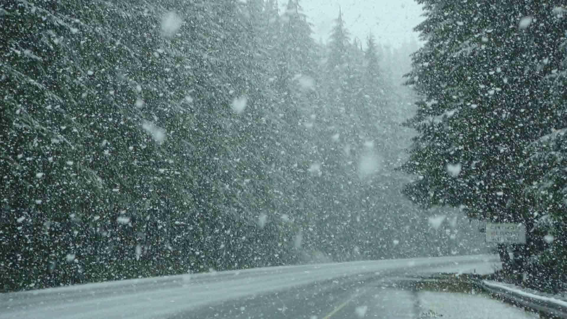 Snowstorm 桌布 壁紙 — 大雪覆蓋一條蜿蜒的森林道路，兩旁是常綠樹，天空灰濛濛。