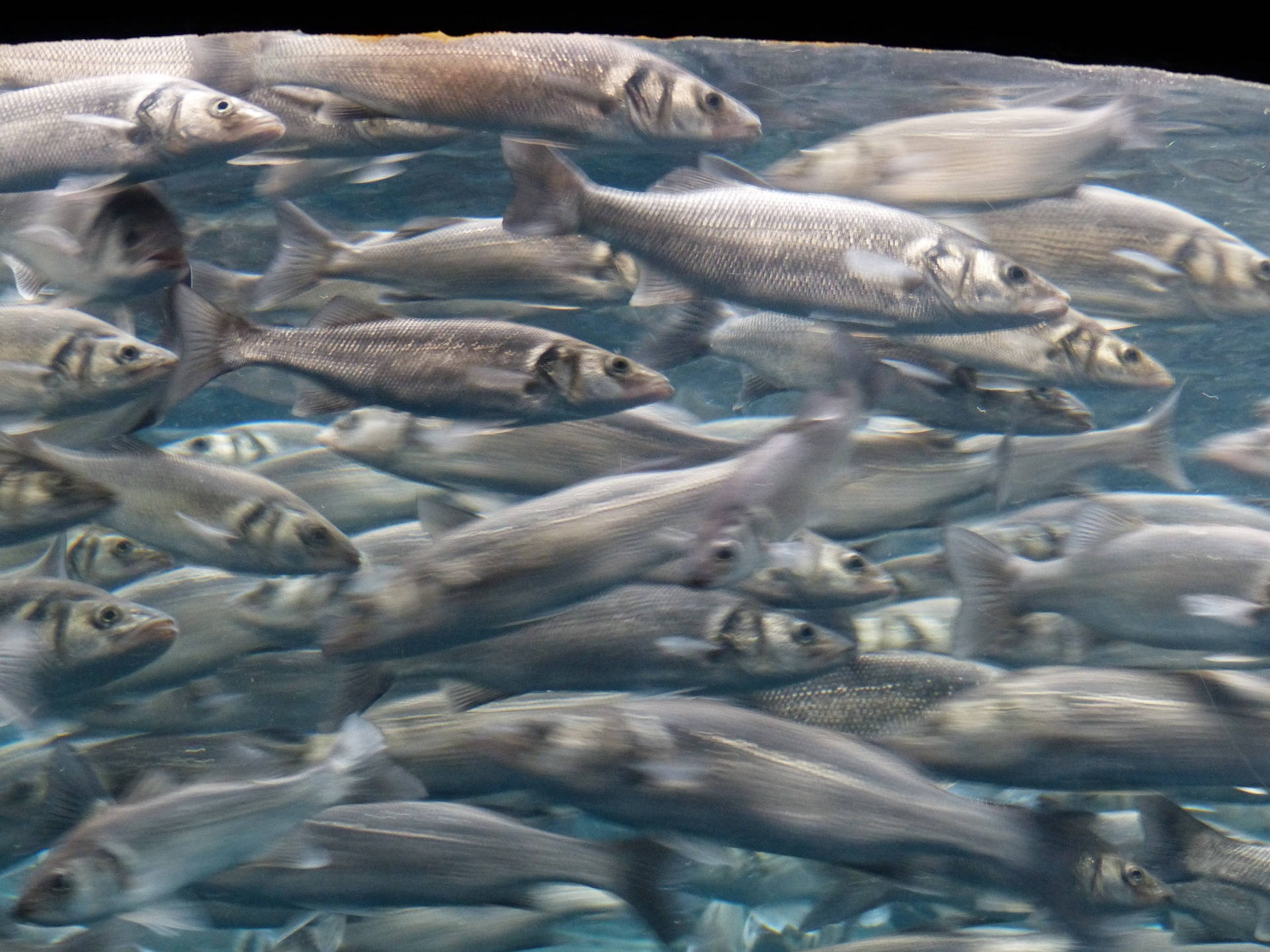 大鯡魚群 壁紙 — 一群密集的銀色魚群在清澈的藍色水中動態游動，帶有動態模糊效果。