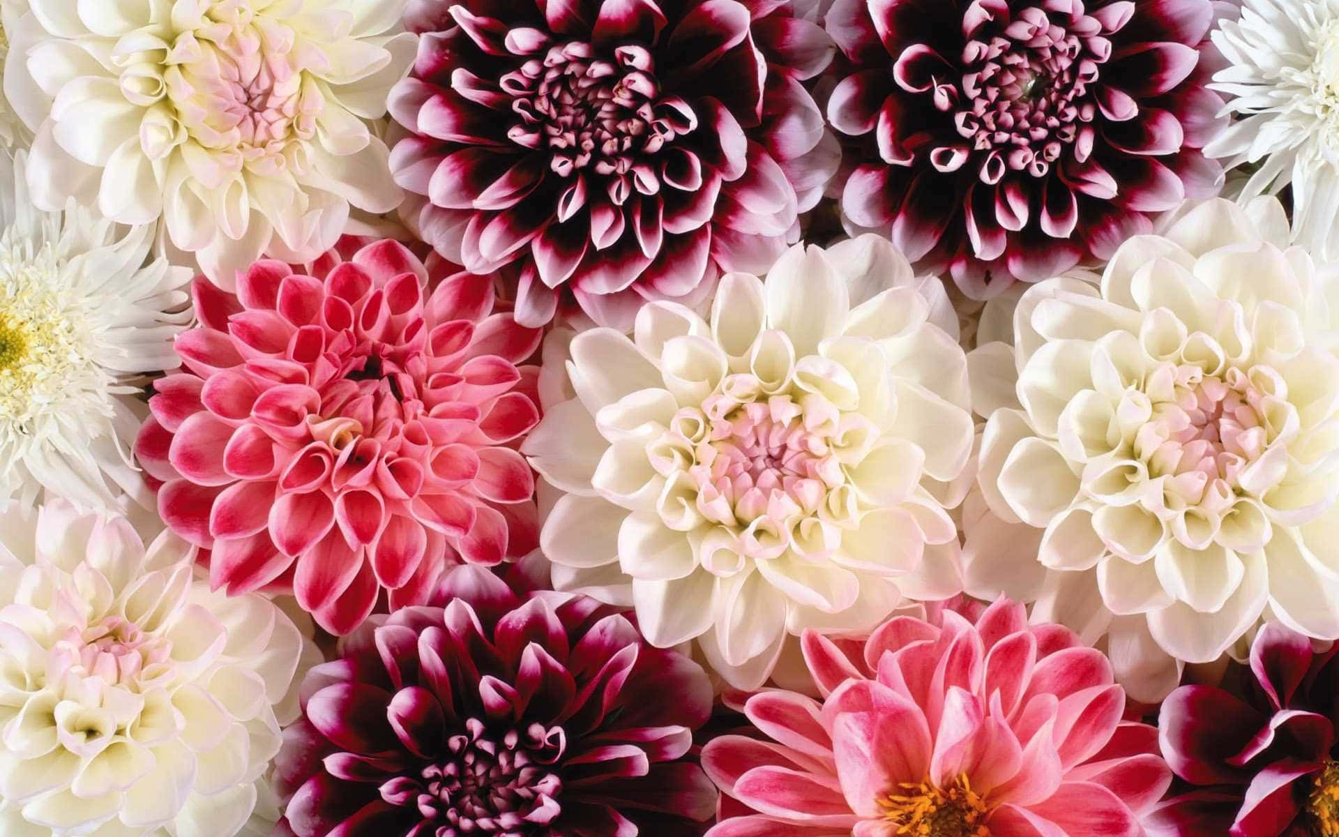 Tumblr Flower 桌布 壁紙 — 大麗花嘅鮮豔特寫，有粉紅、白色同酒紅色嘅色調，花瓣層層疊疊，花心係黃色。