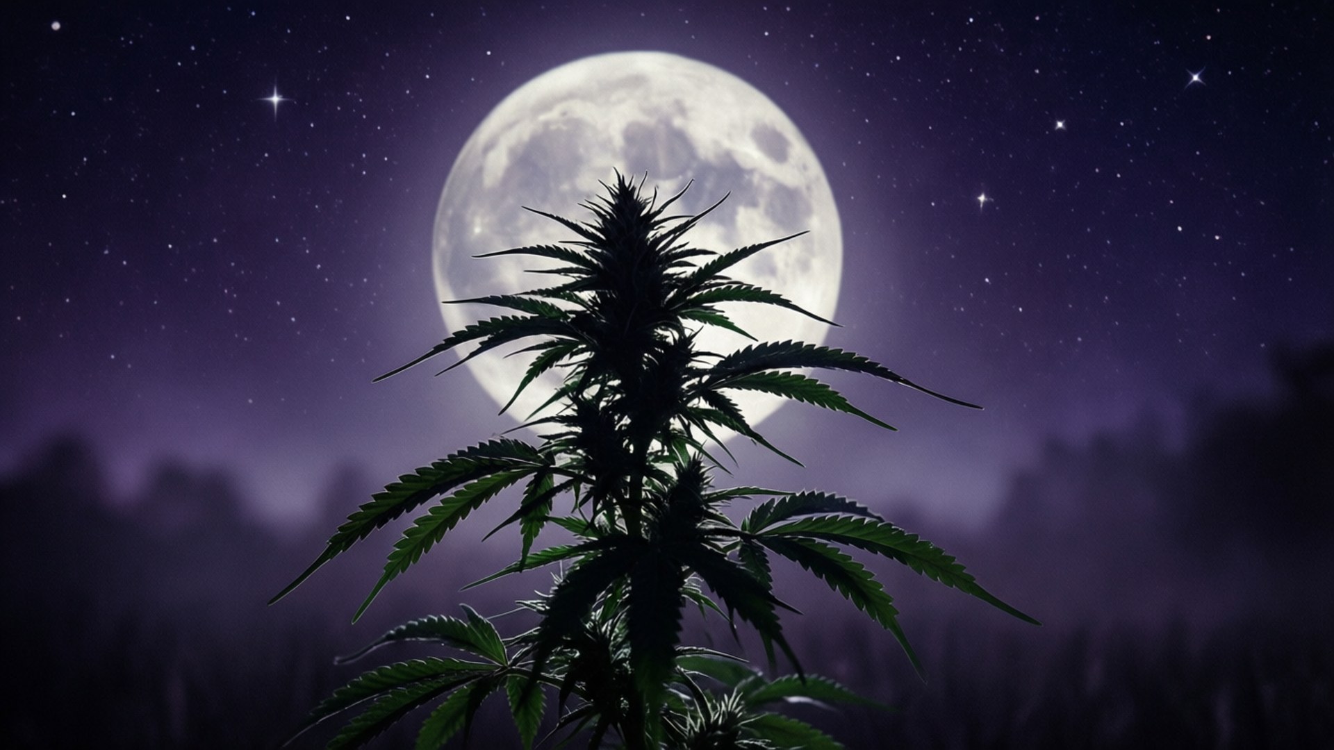 大麻剪影月亮 壁紙 — 大麻植物在滿月和繁星點點的紫色夜空下的剪影。
