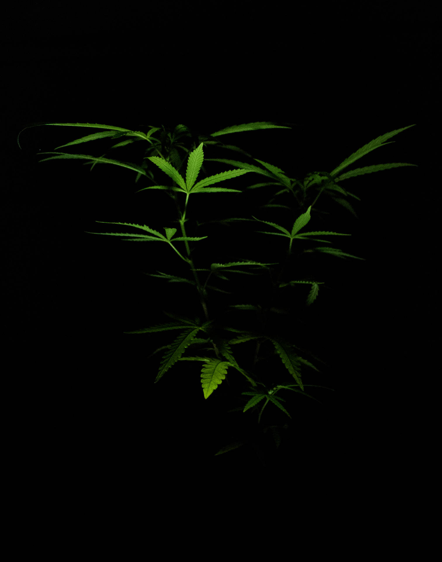在黑色背景下發光的綠色大麻植物。