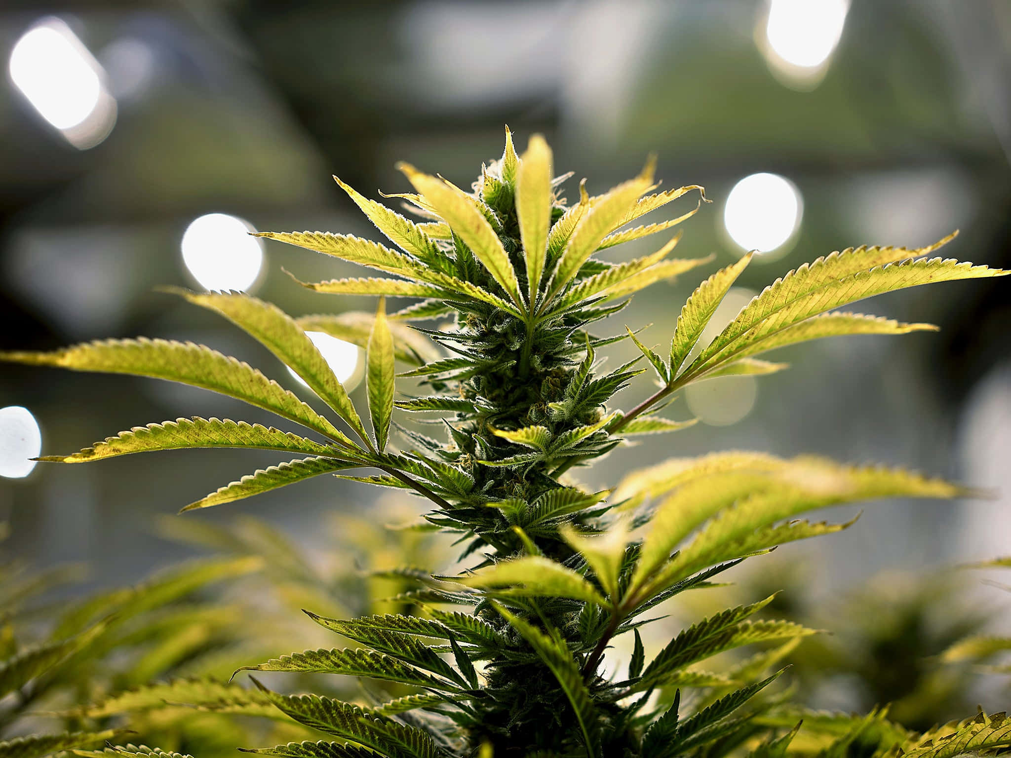 大麻 桌布 壁紙 — 大麻植物在明亮生長燈下的特寫，背景模糊。