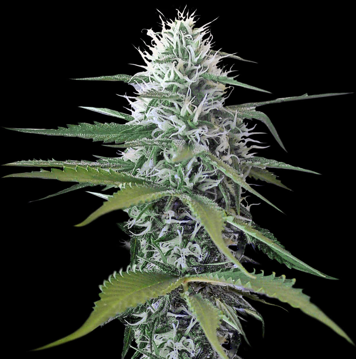 大麻植物特寫PNG，透明背景，可下載