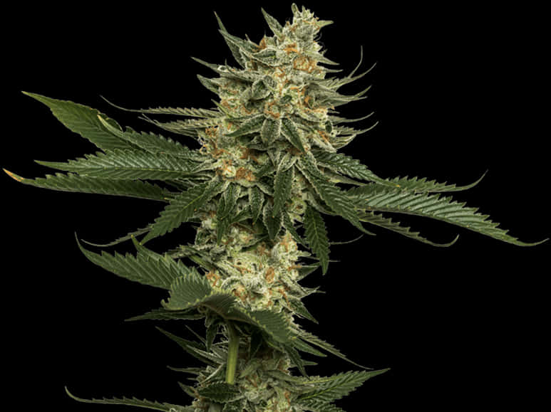 大麻植物特寫