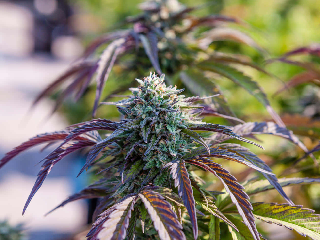 大麻 桌布 壁紙 — 大麻植物特寫，帶有霜狀花蕾和深紫色葉片，在明亮陽光下。