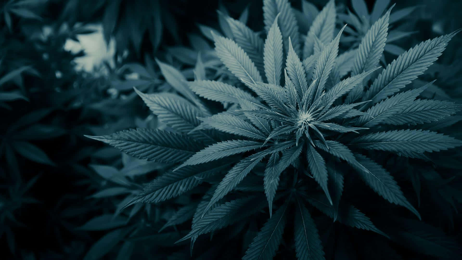 大麻 桌布 壁紙 — 大麻植物特寫，鋸齒狀葉片在冷藍色燈光下發光，背景為深色模糊。