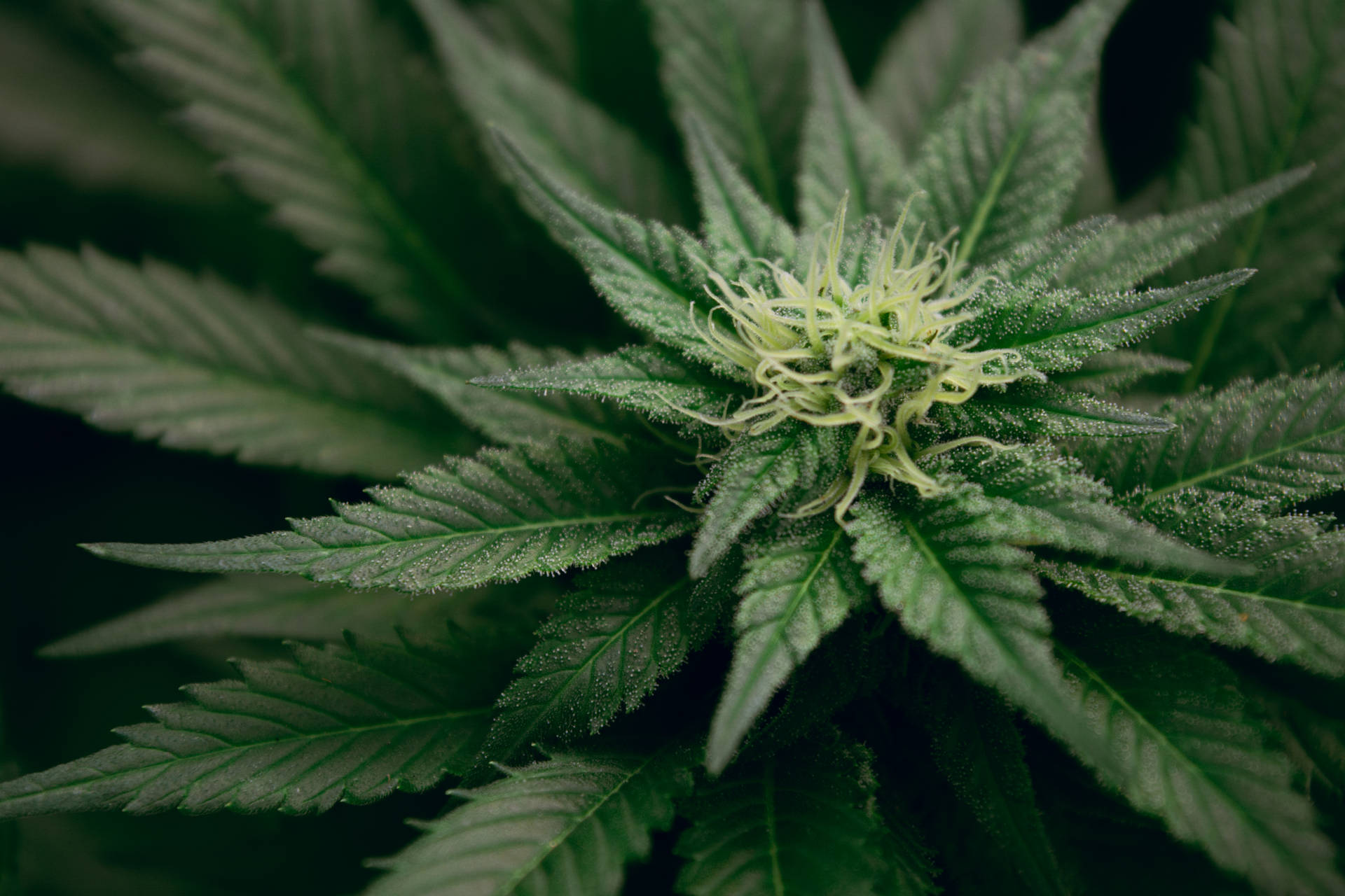 大麻植物特寫，帶有詳細的綠色葉片和模糊的黃色雌蕊。