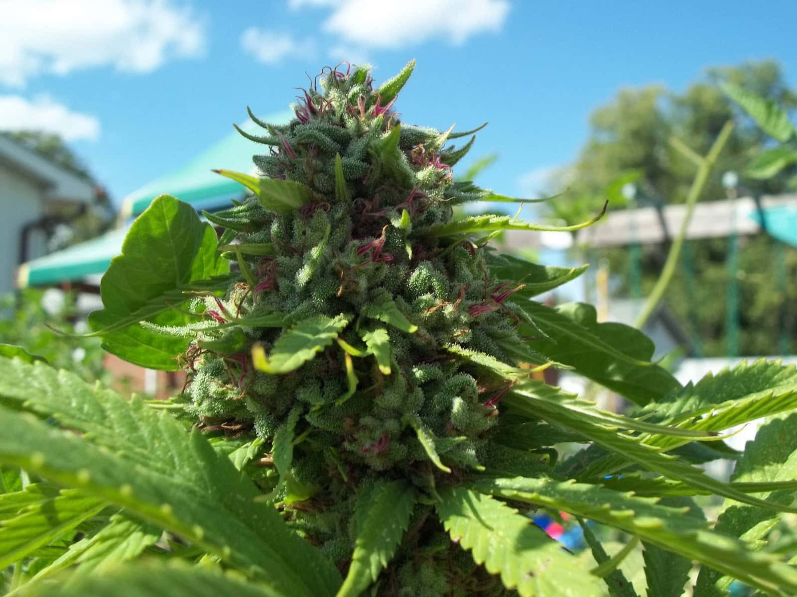 特寫鏡頭：在藍天下，一株大麻植物，有綠色葉子和紫色雌蕊。