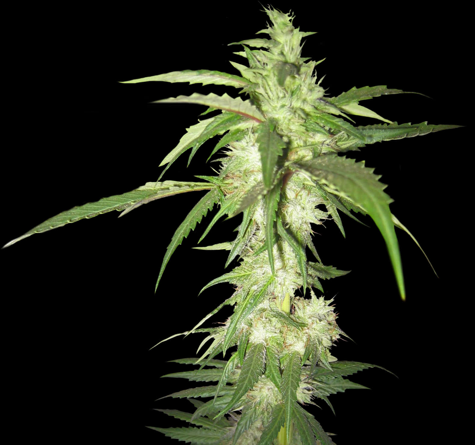 大麻植物黑色背景
