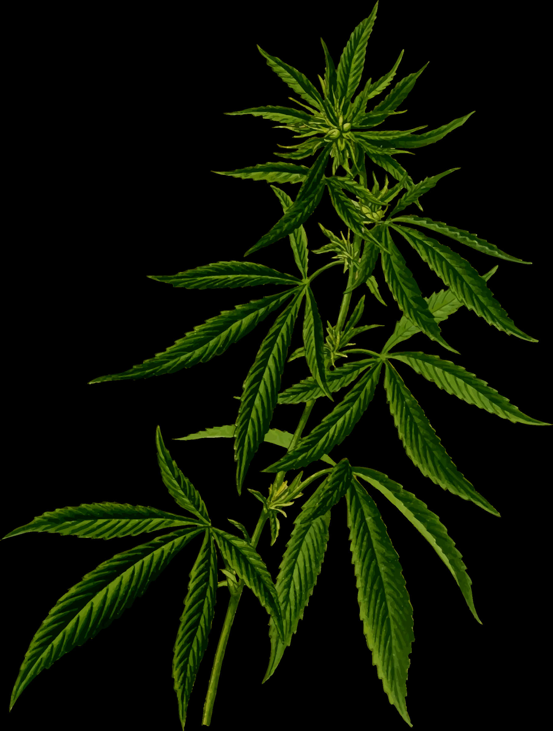 大麻植物黑色背景 壁紙