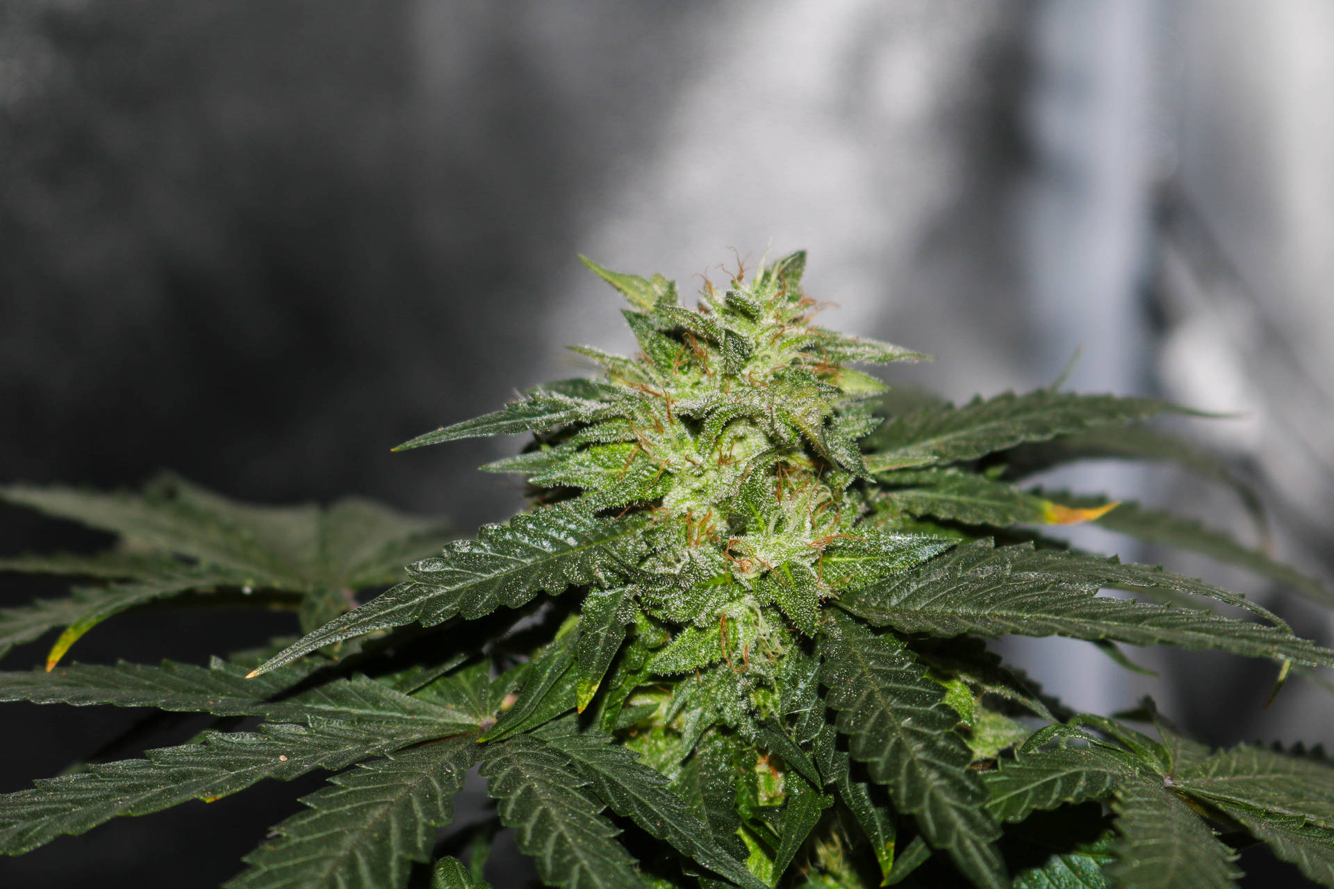 成熟大麻植物的特寫，葉片細節清晰，花蕾密集。