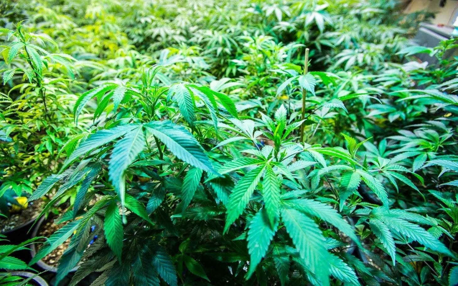 一排排健康的大麻植物在人工光照下於室內盆栽中生長。