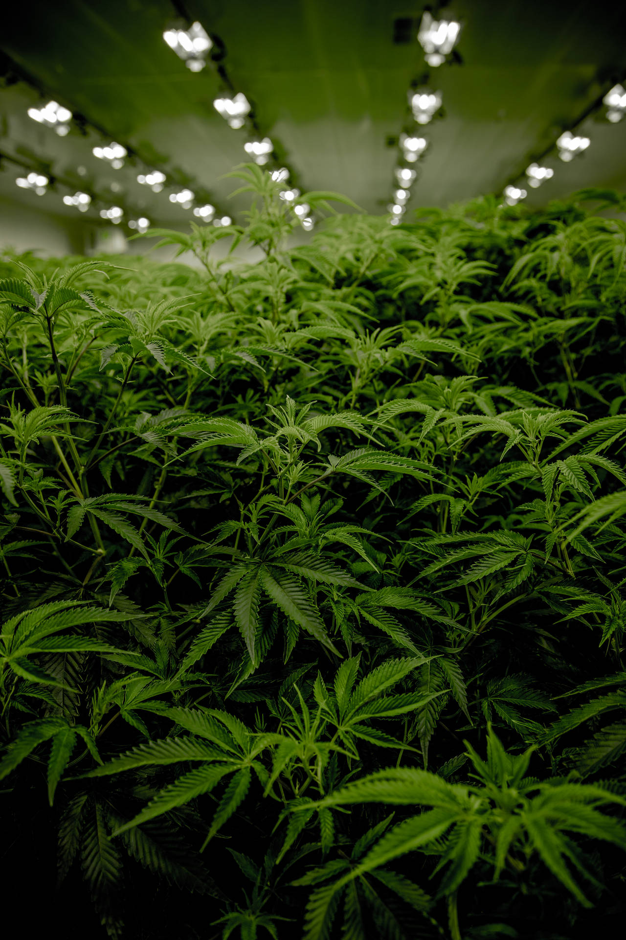 室內農場中明亮生長燈下的一排排大麻植物。