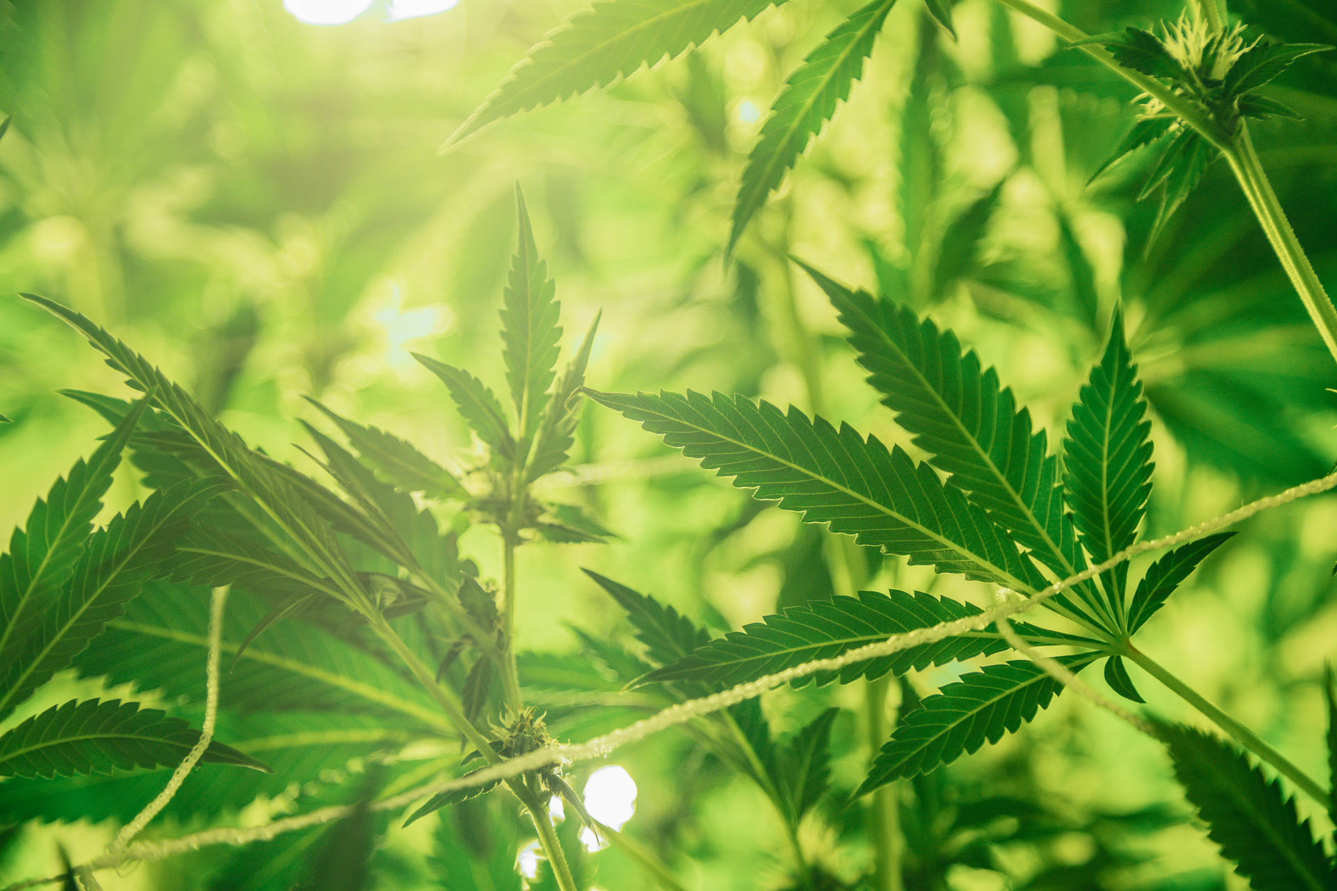 大麻植物的特寫，陽光穿過綠葉。