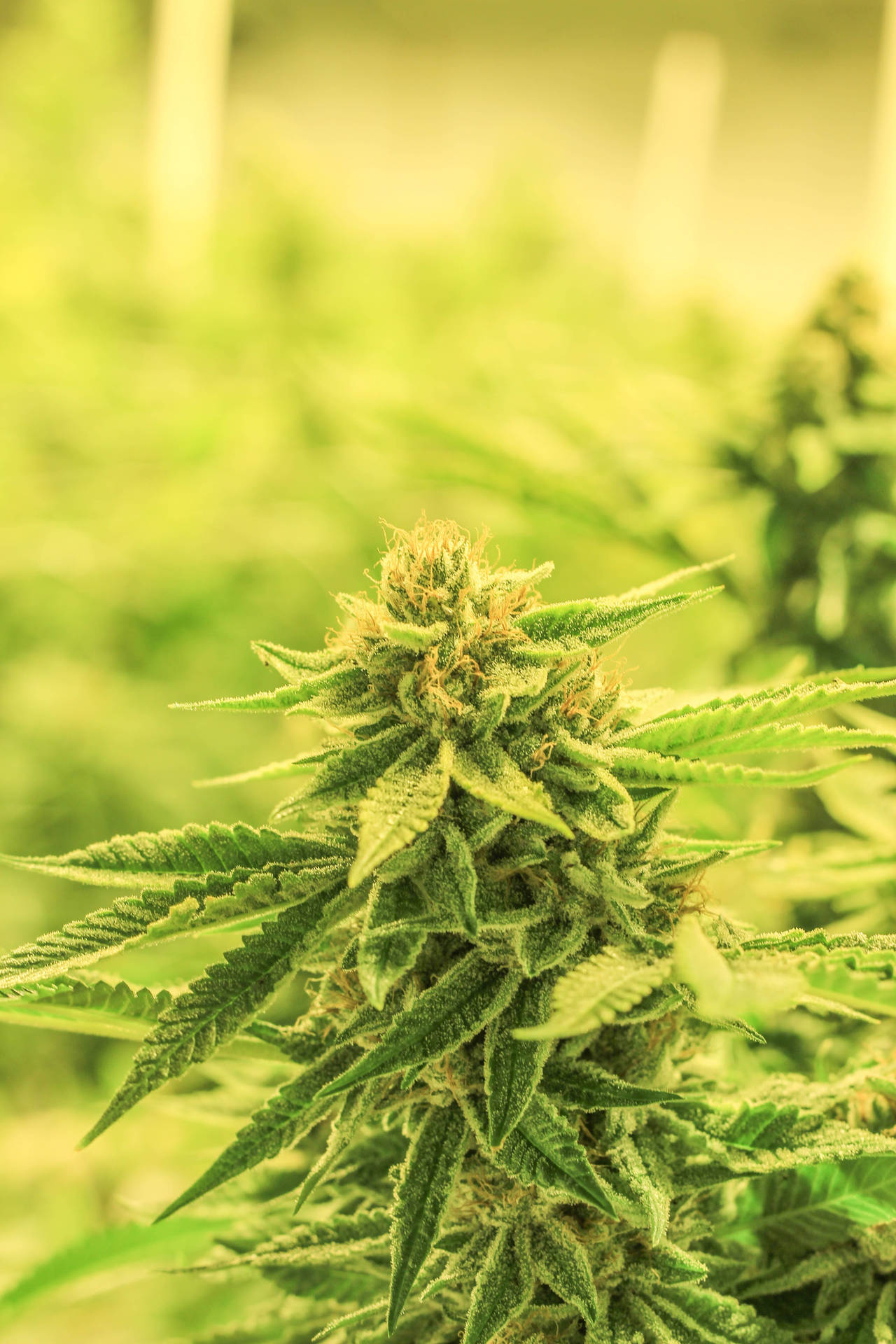 成熟大麻植物的近距離拍攝，帶有密集花蕾和鋸齒狀葉片。