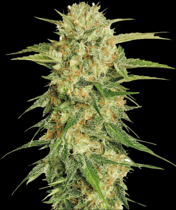 大麻花特寫