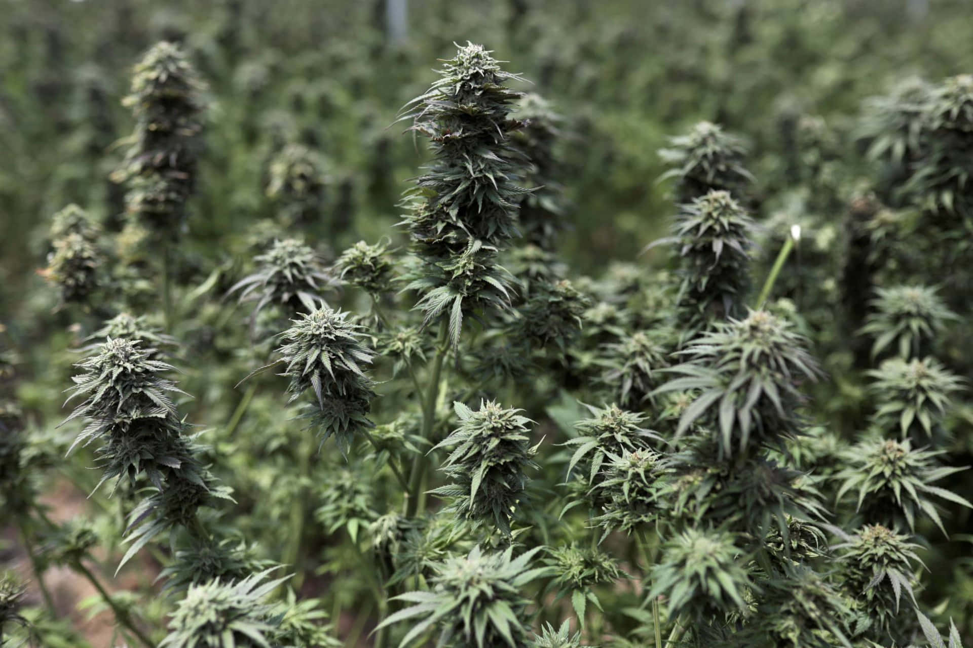 一排排成熟的大麻植物，帶有密集的花蕾和鋸齒狀葉子，在種植的田野中。